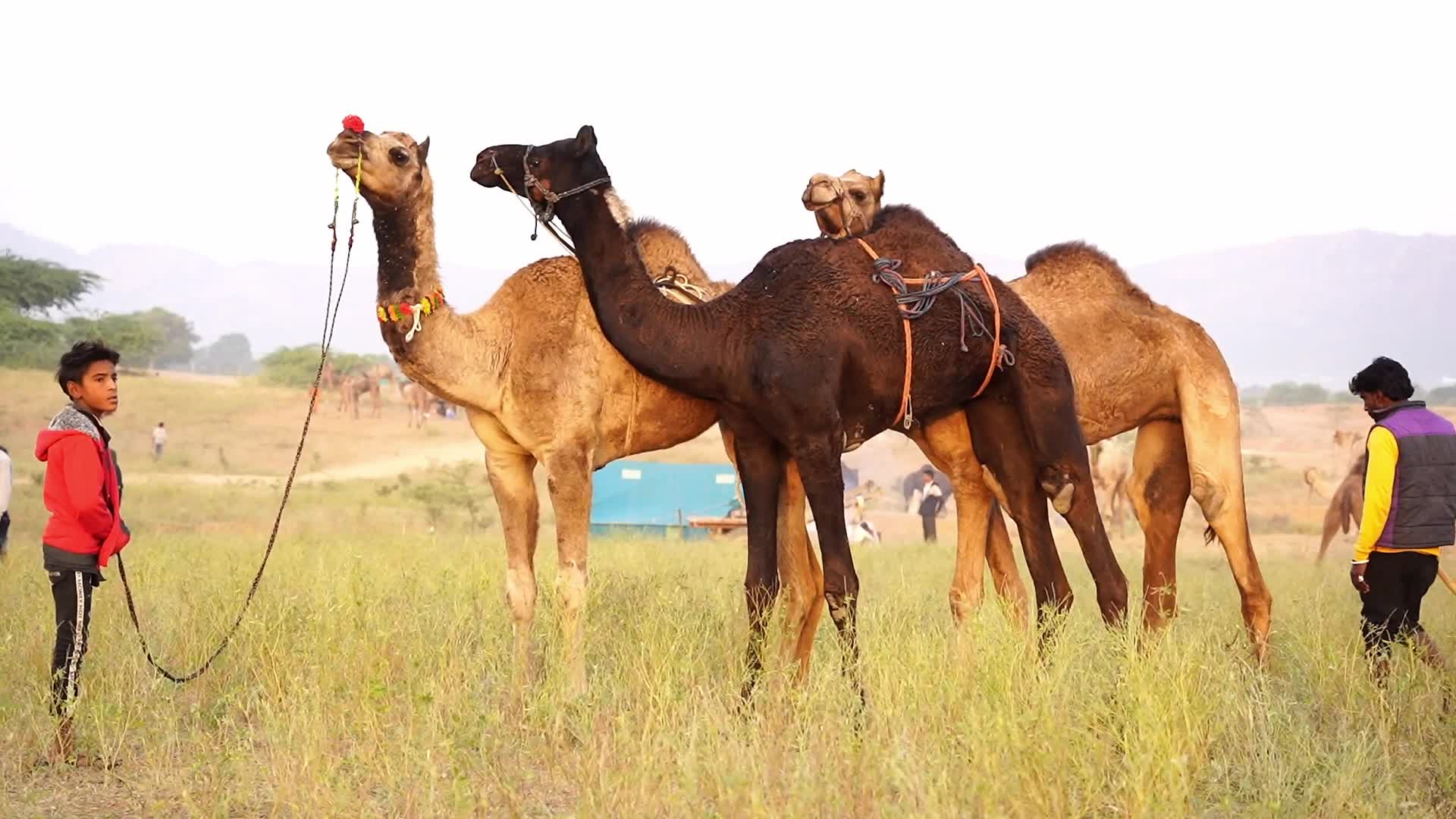 Pushkar Camel Fair in Pushkar in the Indian state of Rajasthan