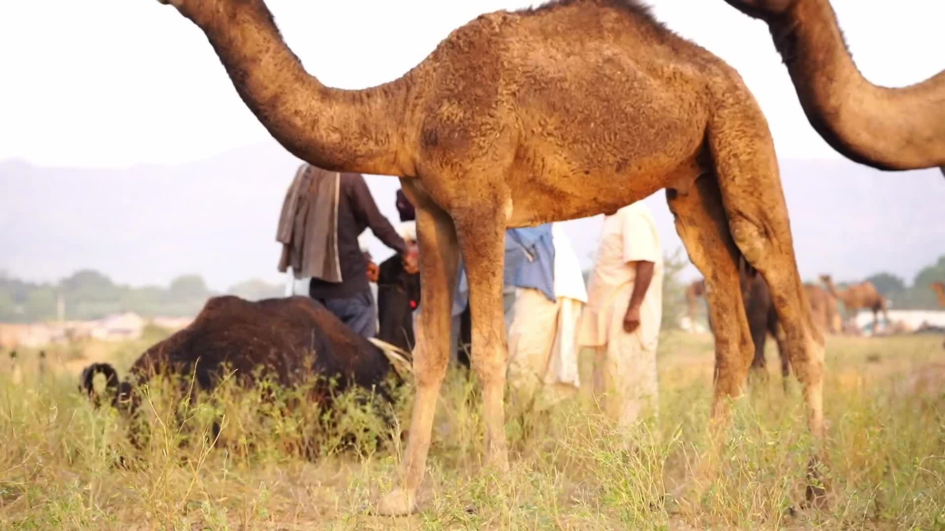 Pushkar Camel Fair in Pushkar in the Indian state of Rajasthan
