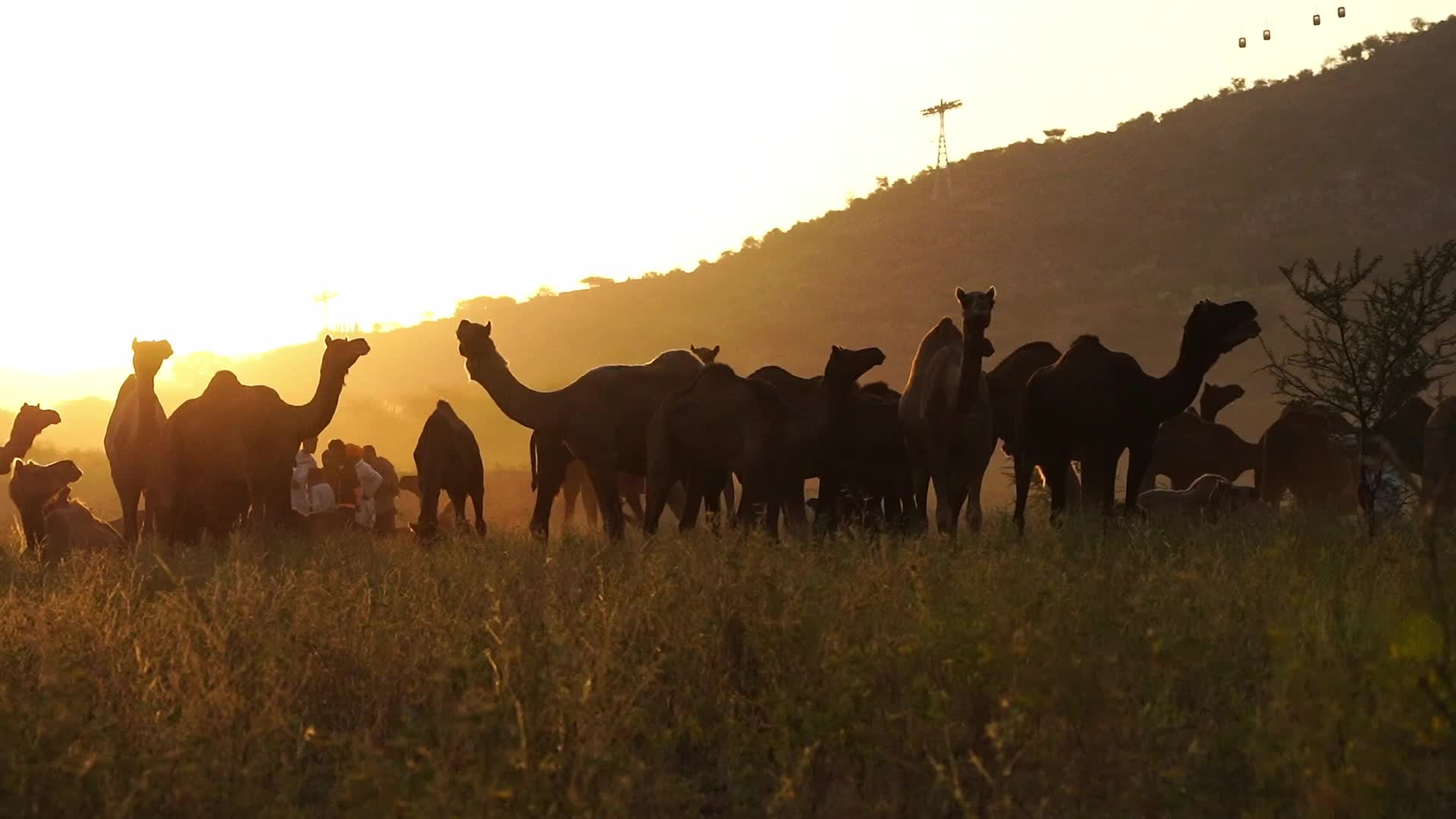 Pushkar Camel Fair in Pushkar in the Indian state of Rajasthan