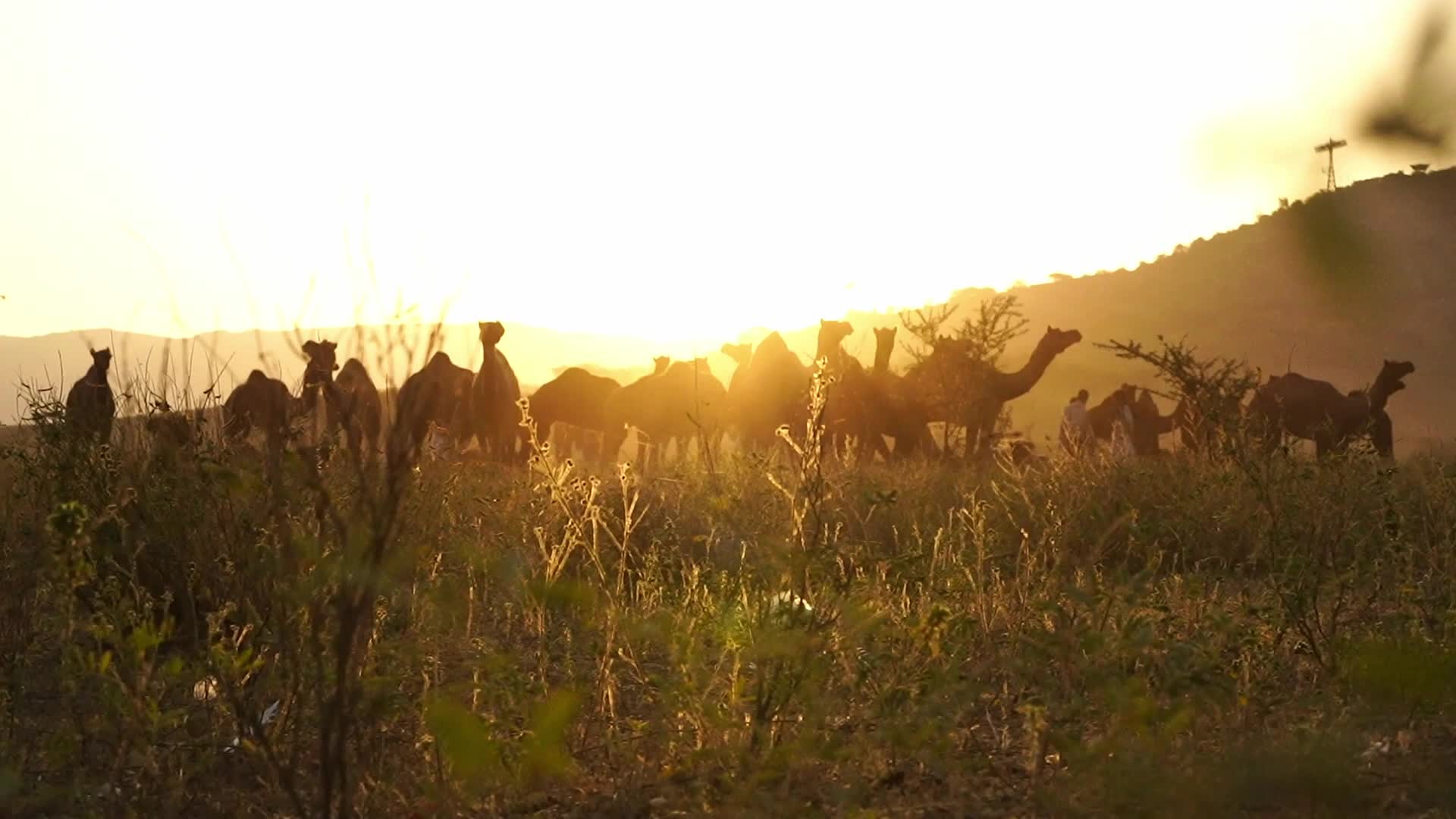 Pushkar Camel Fair in Pushkar in the Indian state of Rajasthan