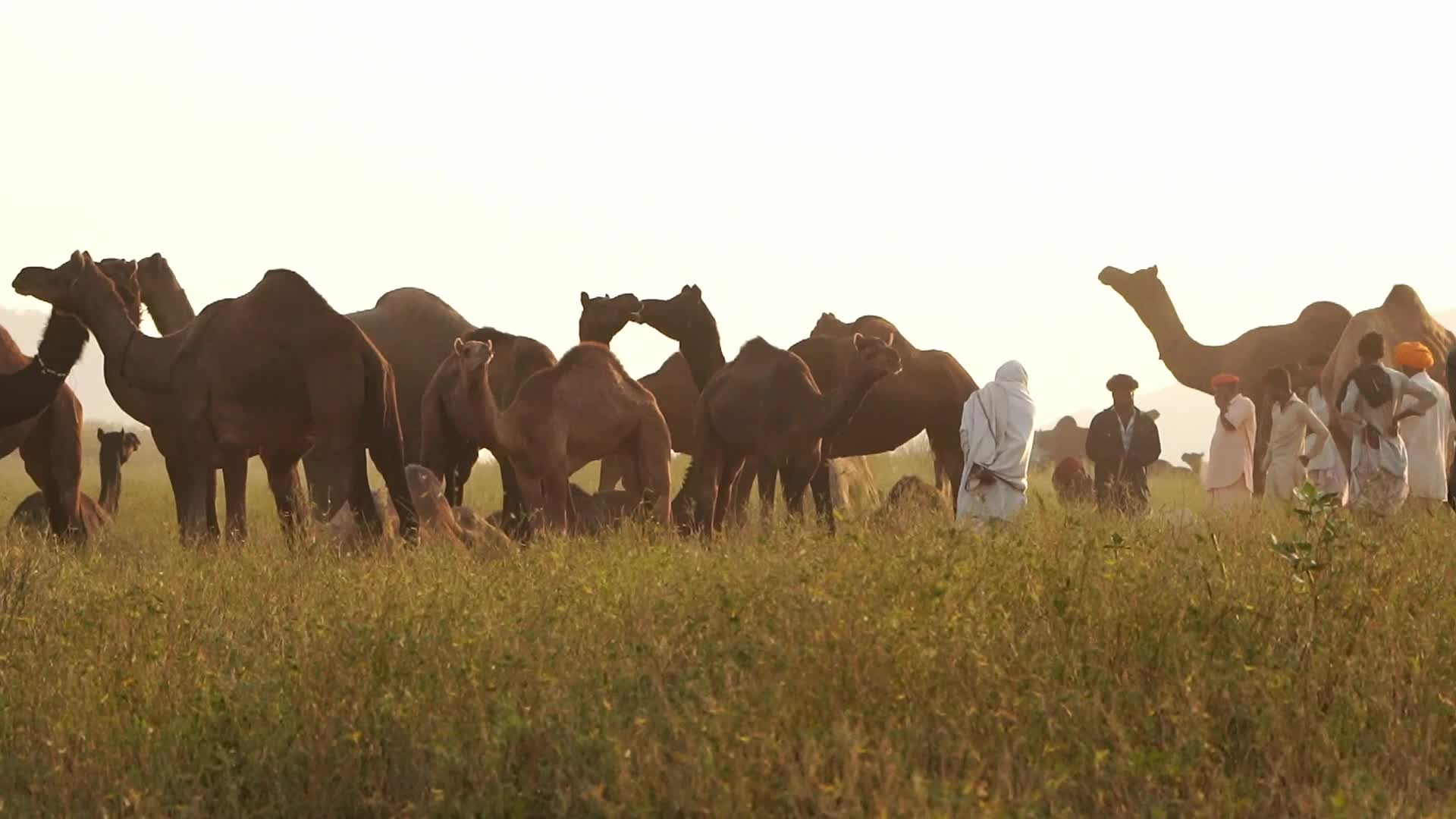 Pushkar Camel Fair in Pushkar in the Indian state of Rajasthan