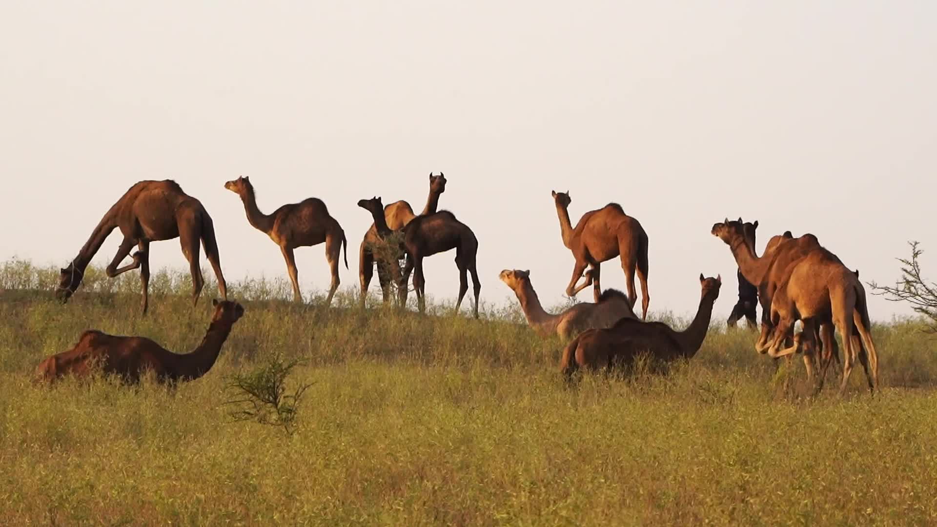 Pushkar Camel Fair in Pushkar in the Indian state of Rajasthan