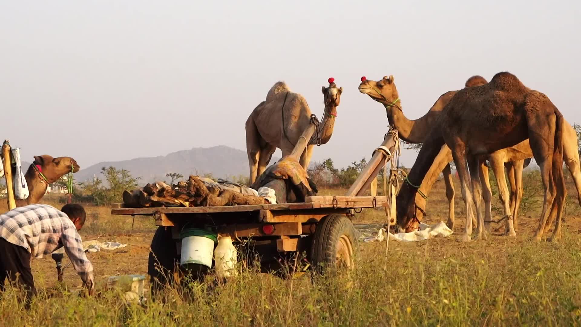 Pushkar Camel Fair in Pushkar in the Indian state of Rajasthan