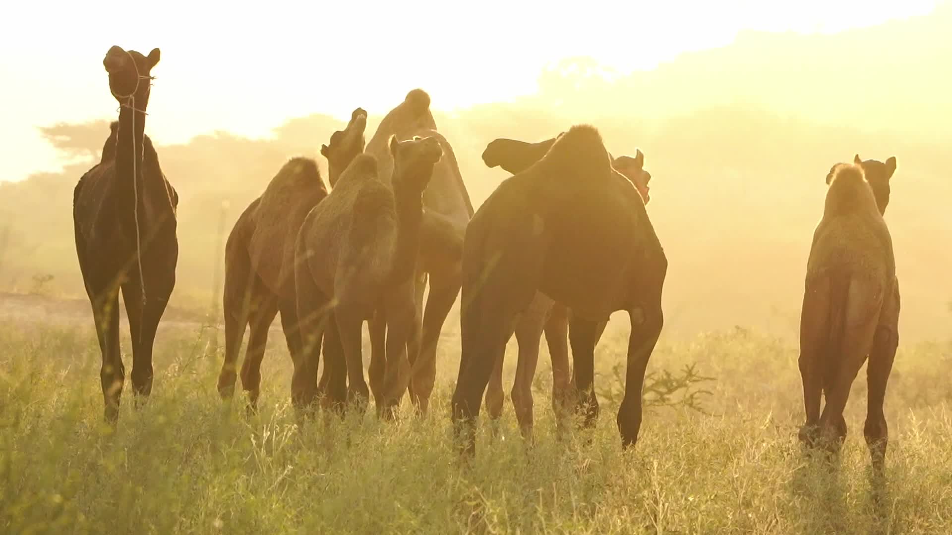 Pushkar Camel Fair in Pushkar in the Indian state of Rajasthan