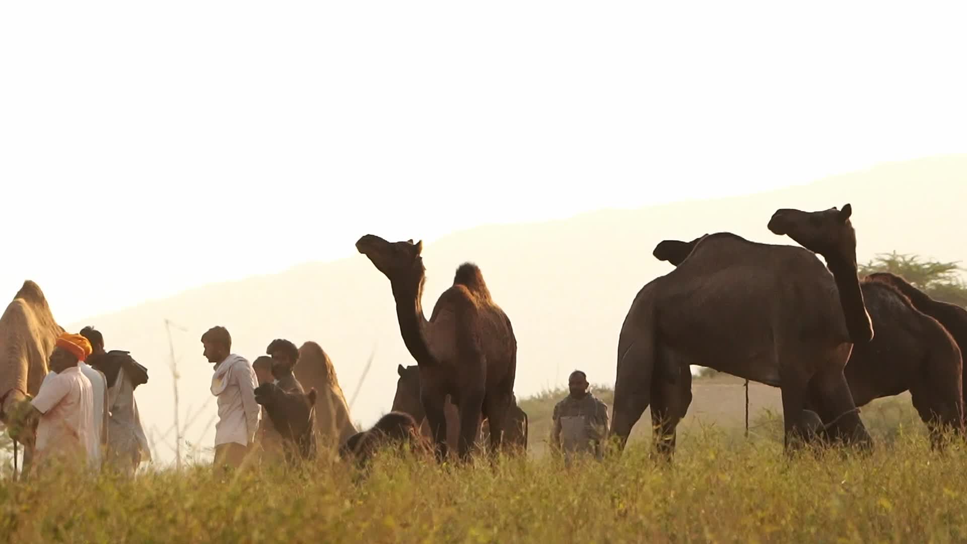 Pushkar Camel Fair in Pushkar in the Indian state of Rajasthan