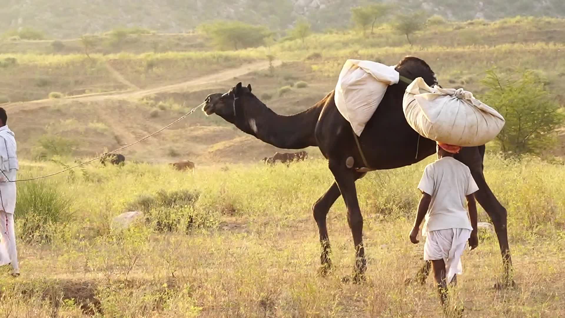 Pushkar Camel Fair in Pushkar in the Indian state of Rajasthan