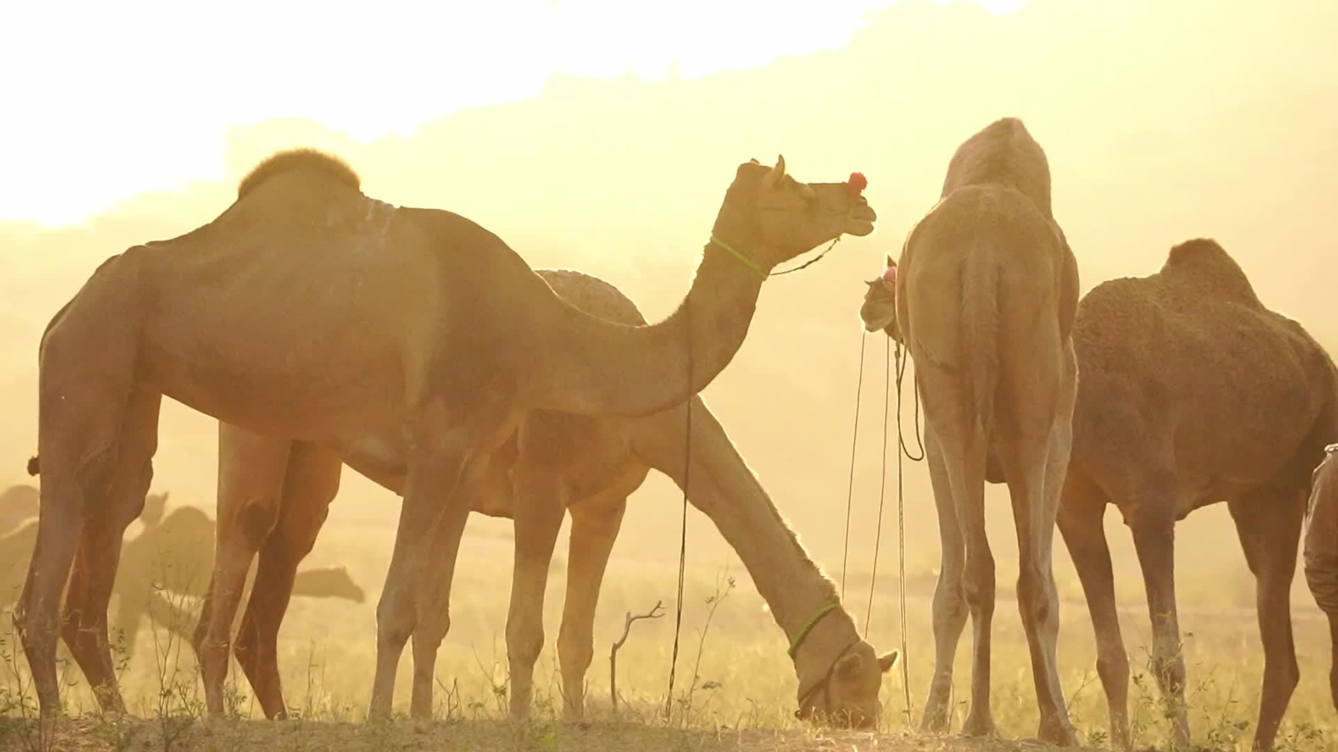 Pushkar Camel Fair in Pushkar in the Indian state of Rajasthan