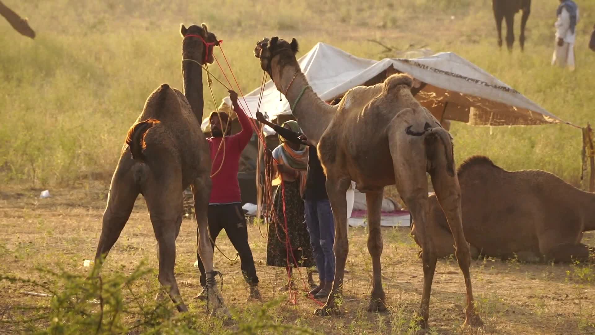 Pushkar Camel Fair in Pushkar in the Indian state of Rajasthan