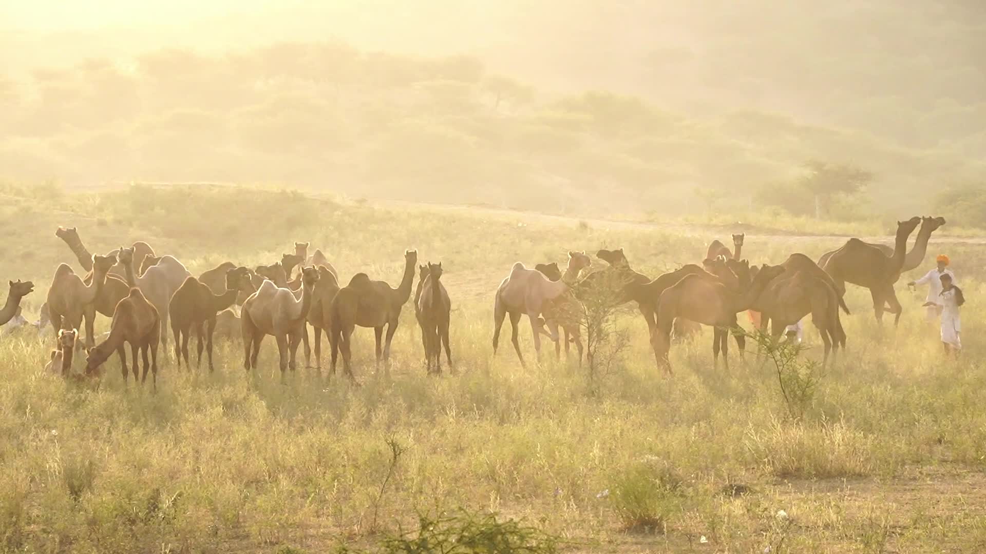 Pushkar Camel Fair in Pushkar in the Indian state of Rajasthan
