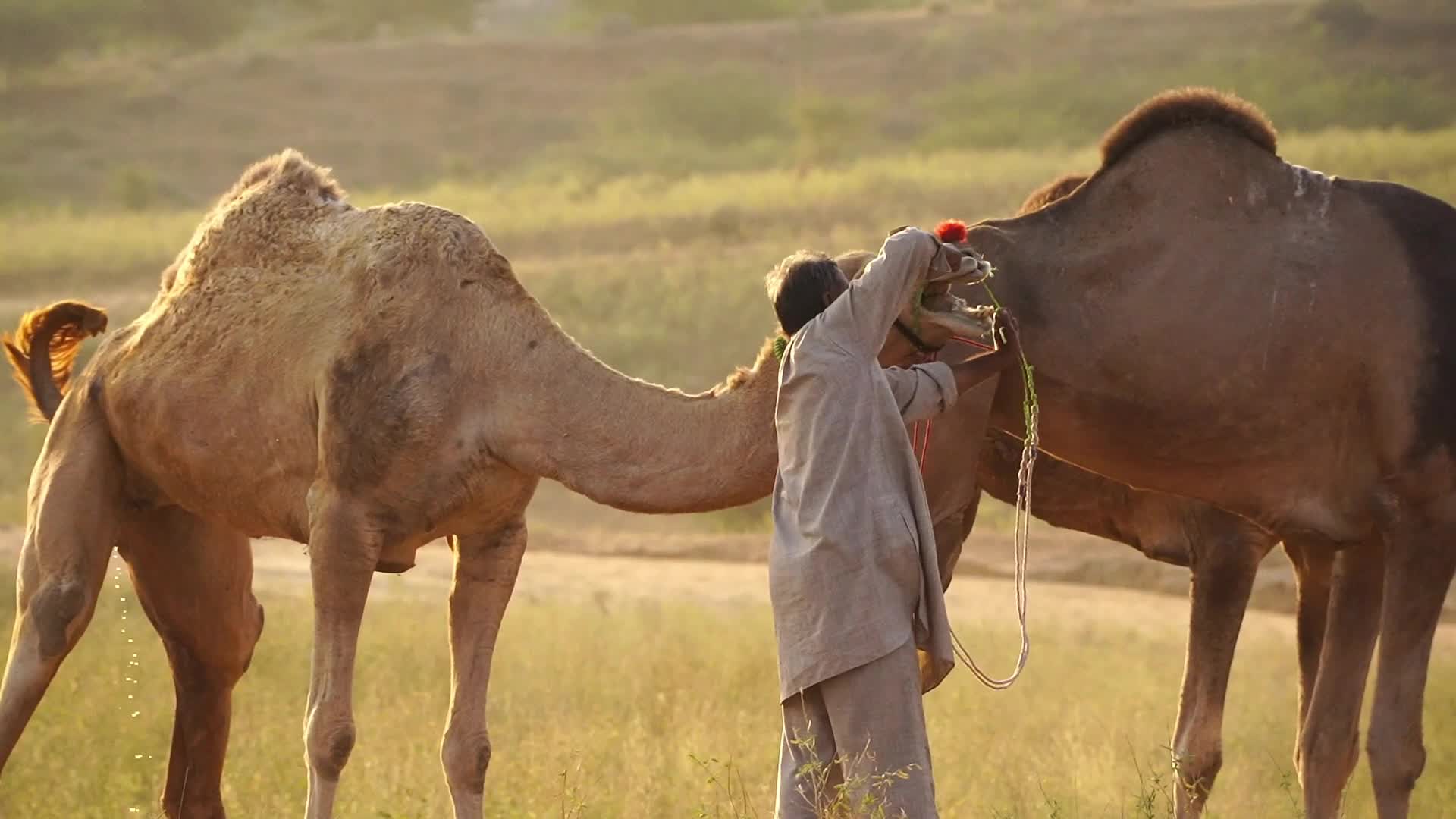 Pushkar Camel Fair in Pushkar in the Indian state of Rajasthan