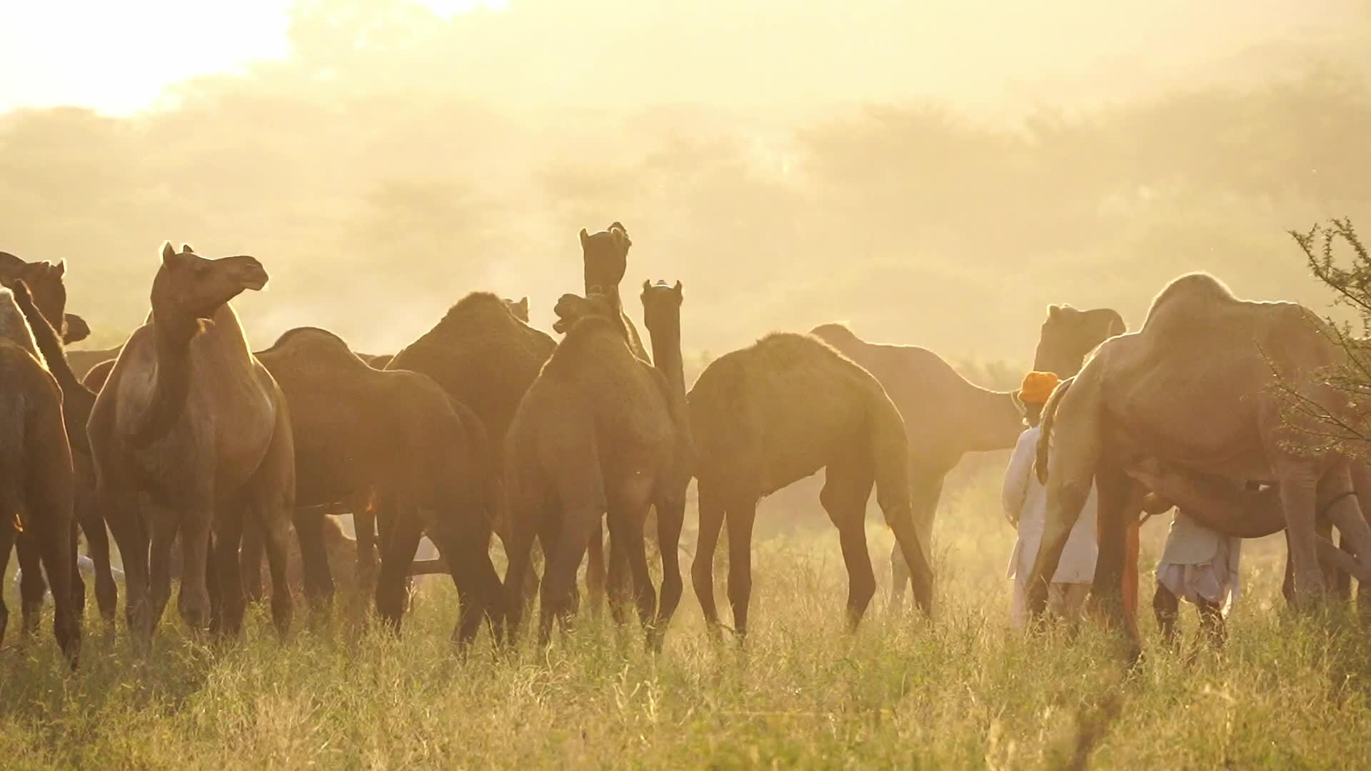 Pushkar Camel Fair in Pushkar in the Indian state of Rajasthan