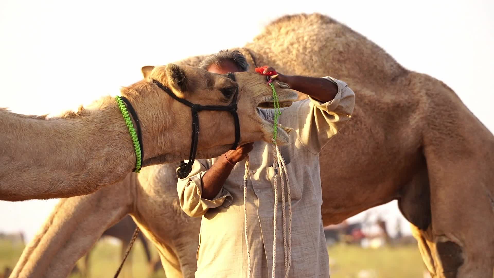 Pushkar Camel Fair in Pushkar in the Indian state of Rajasthan