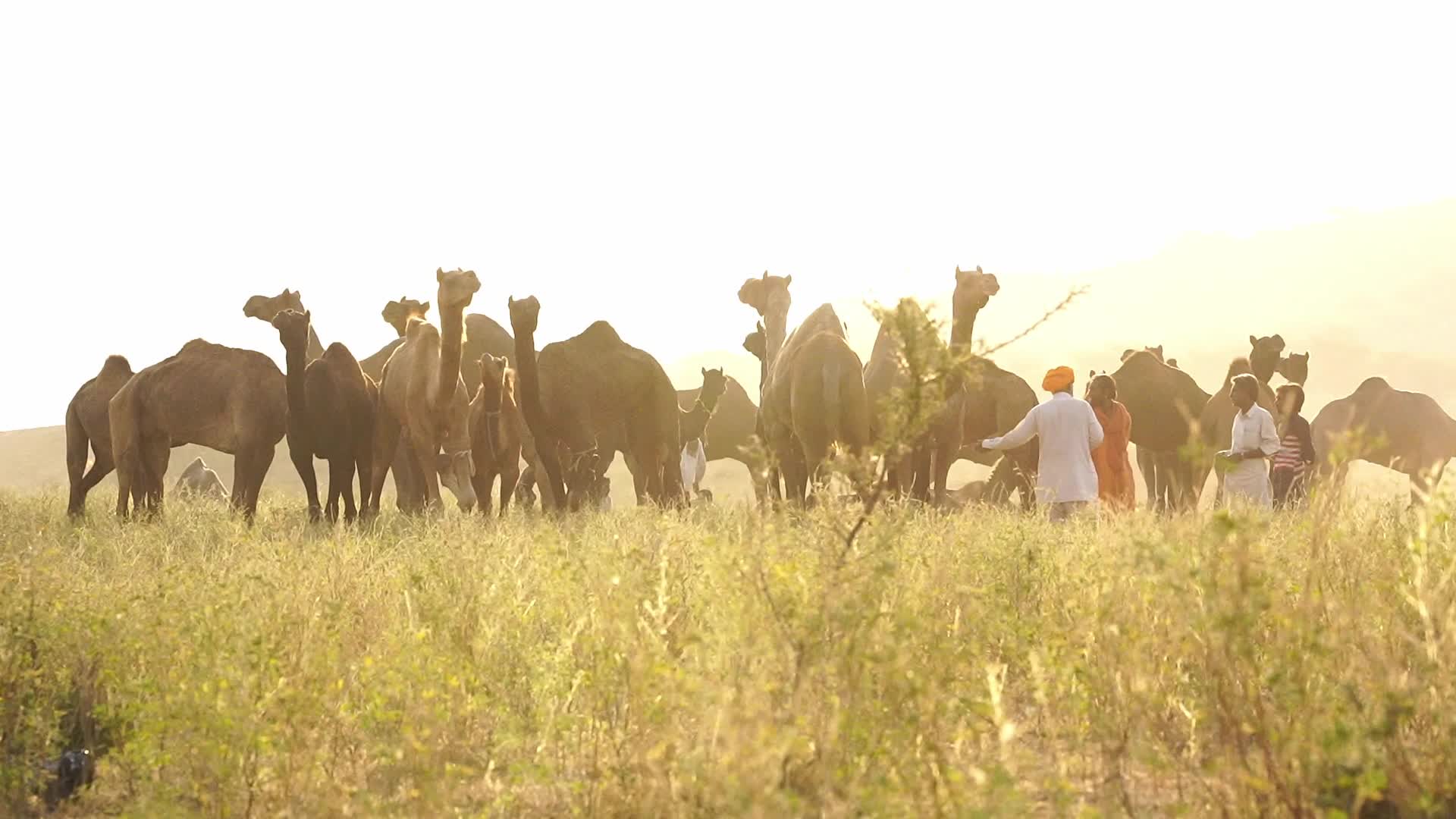 Pushkar Camel Fair in Pushkar in the Indian state of Rajasthan