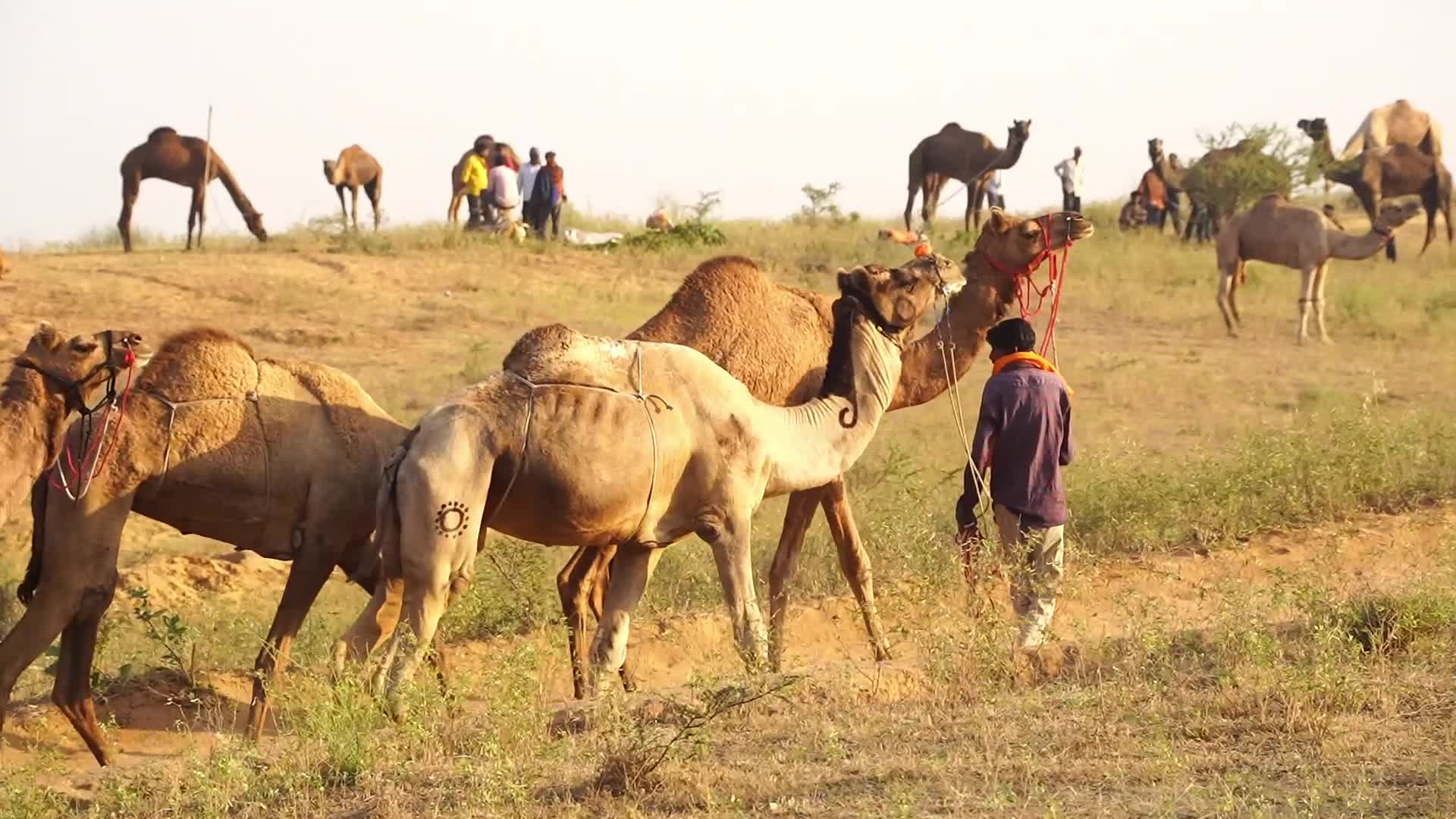 Pushkar Camel Fair in Pushkar in the Indian state of Rajasthan