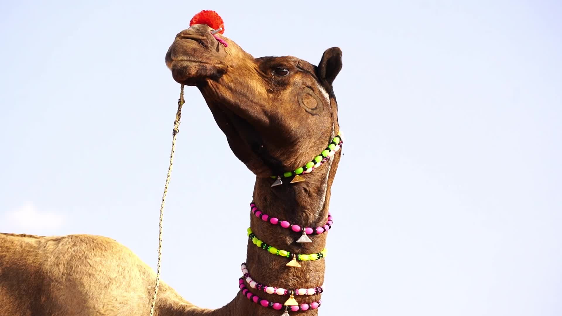 Pushkar Camel Fair in Pushkar in the Indian state of Rajasthan