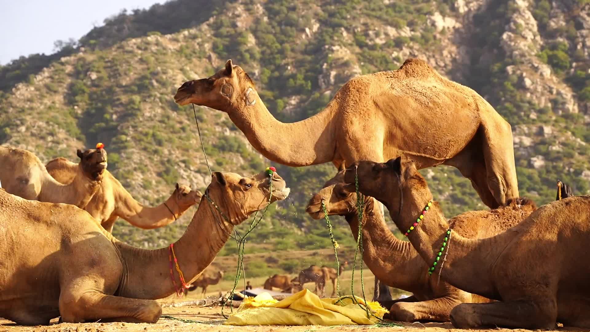 Pushkar Camel Fair in Pushkar in the Indian state of Rajasthan