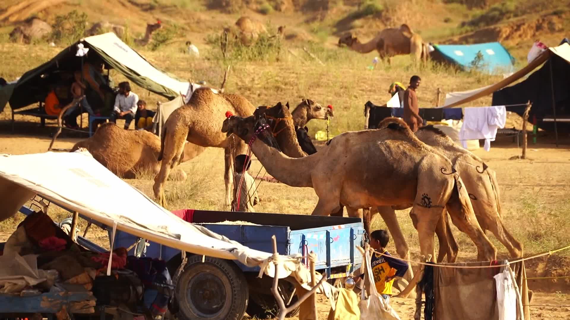 Pushkar Camel Fair in Pushkar in the Indian state of Rajasthan