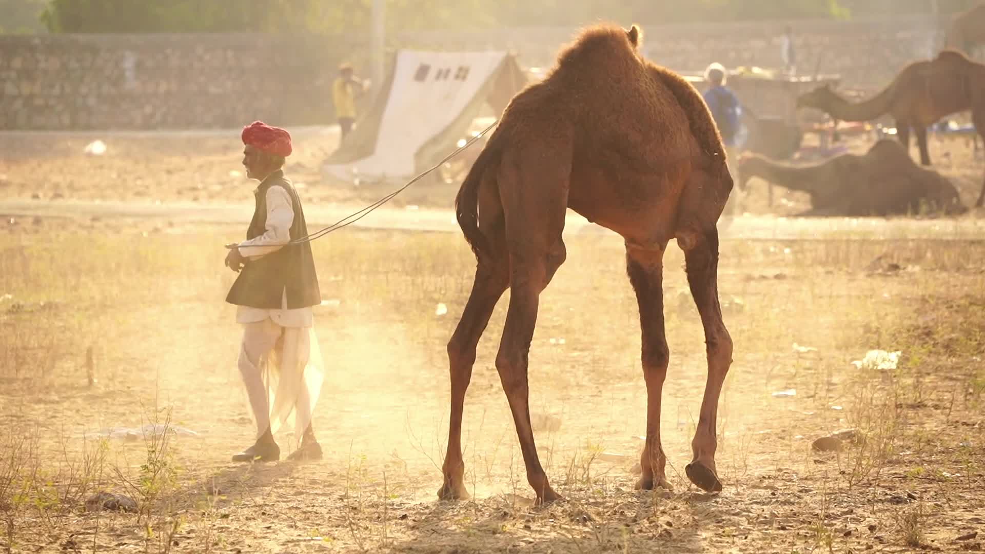Indian camel traders bring their livestock during the annual Pushkar Camel Fair in Pushkar