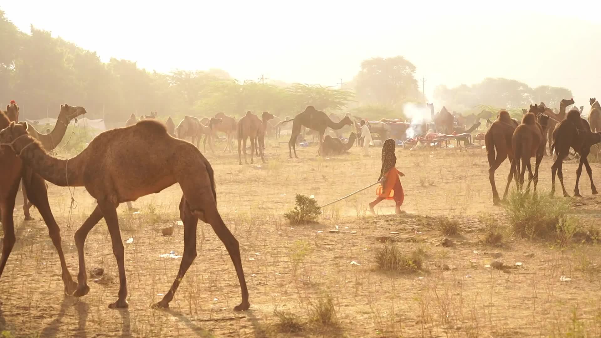 Indian camel traders bring their livestock during the annual Pushkar Camel Fair in Pushkar