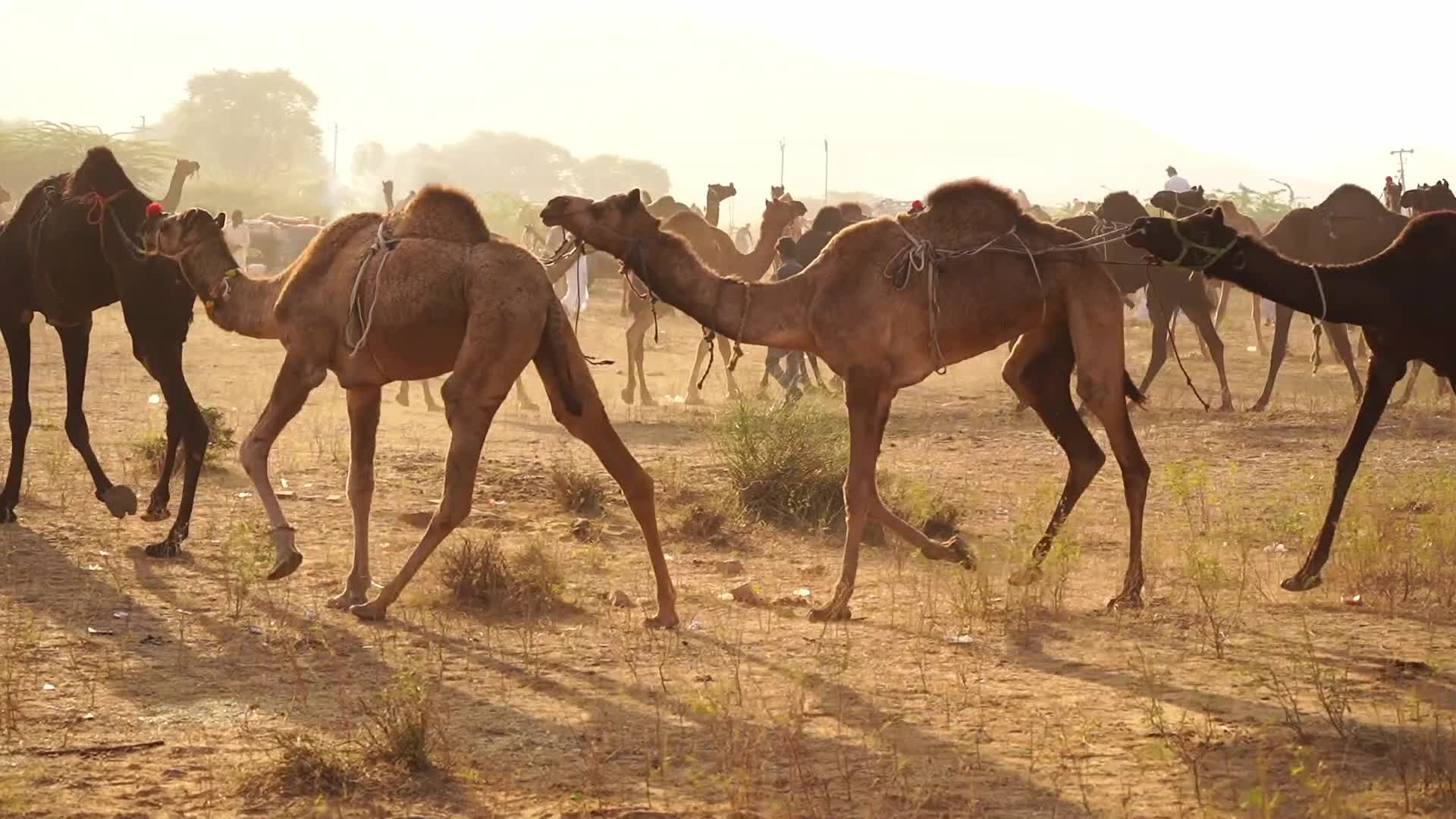 Indian camel traders bring their livestock during the annual Pushkar Camel Fair in Pushkar