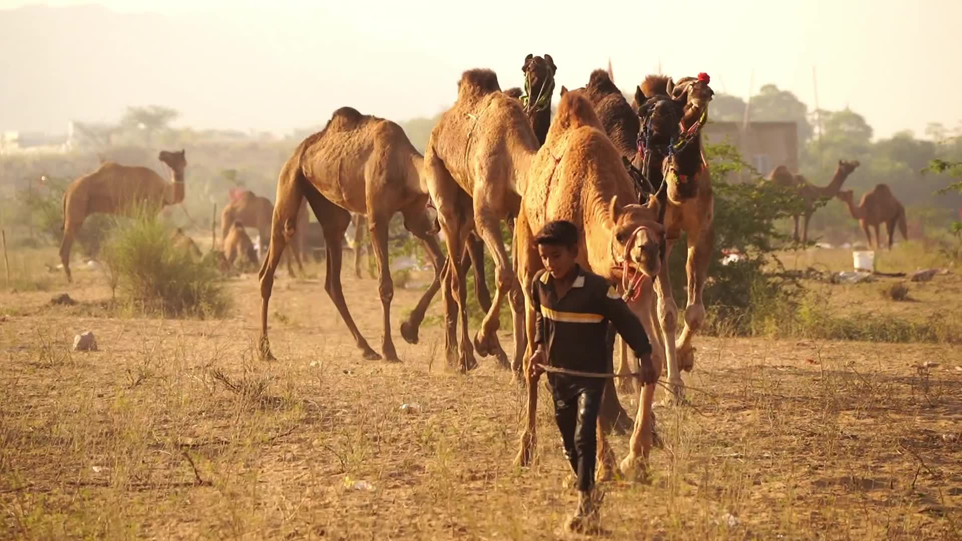 Indian camel traders bring their livestock during the annual Pushkar Camel Fair in Pushkar