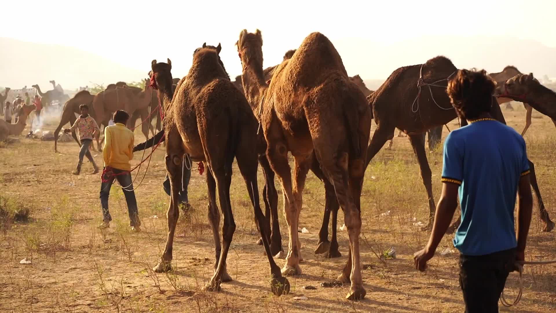 Indian camel traders bring their livestock during the annual Pushkar Camel Fair in Pushkar