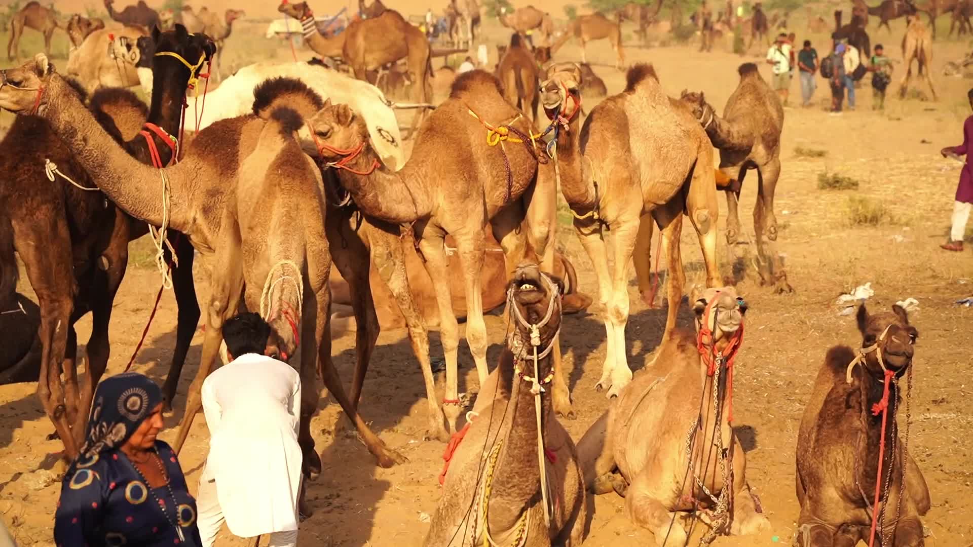 Indian camel traders bring their livestock during the annual Pushkar Camel Fair in Pushkar