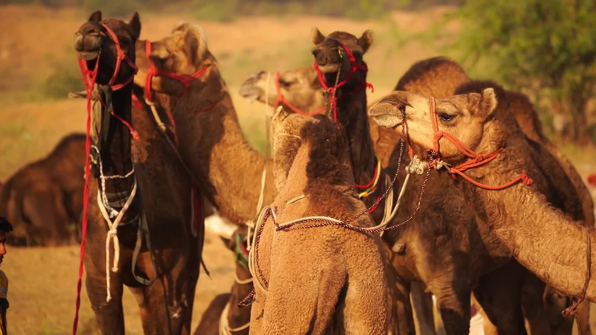 Indian camel traders bring their livestock during the annual Pushkar Camel Fair in Pushkar