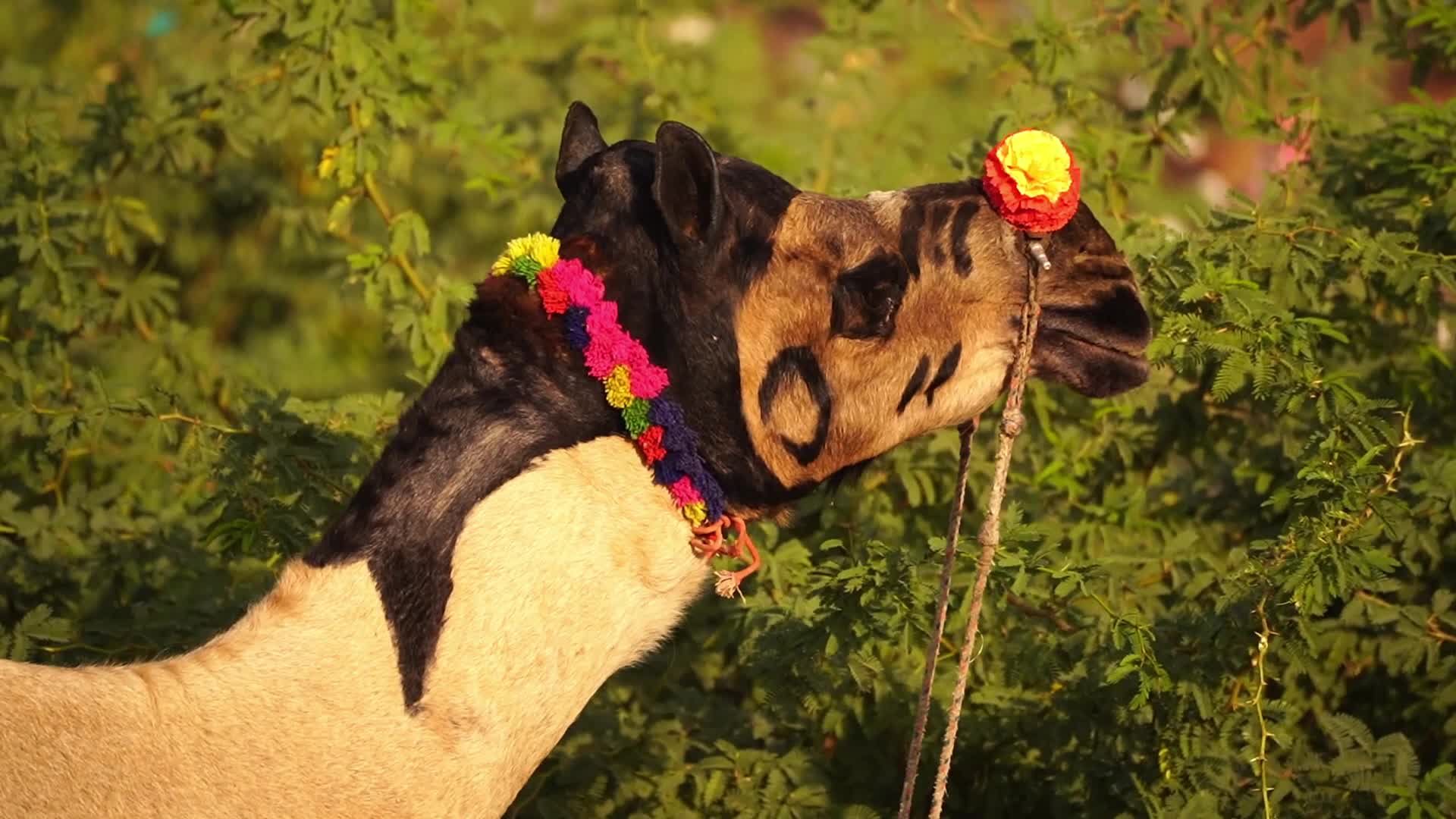 Indian camel traders bring their livestock during the annual Pushkar Camel Fair in Pushkar