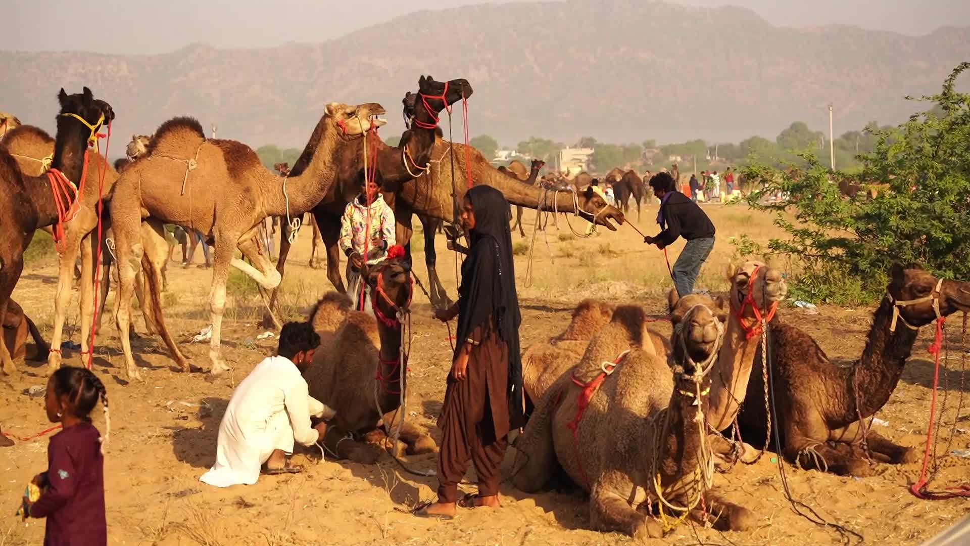 Indian camel traders bring their livestock during the annual Pushkar Camel Fair in Pushkar