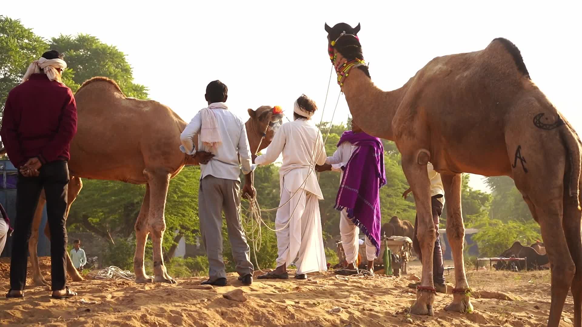 Indian camel traders bring their livestock during the annual Pushkar Camel Fair in Pushkar
