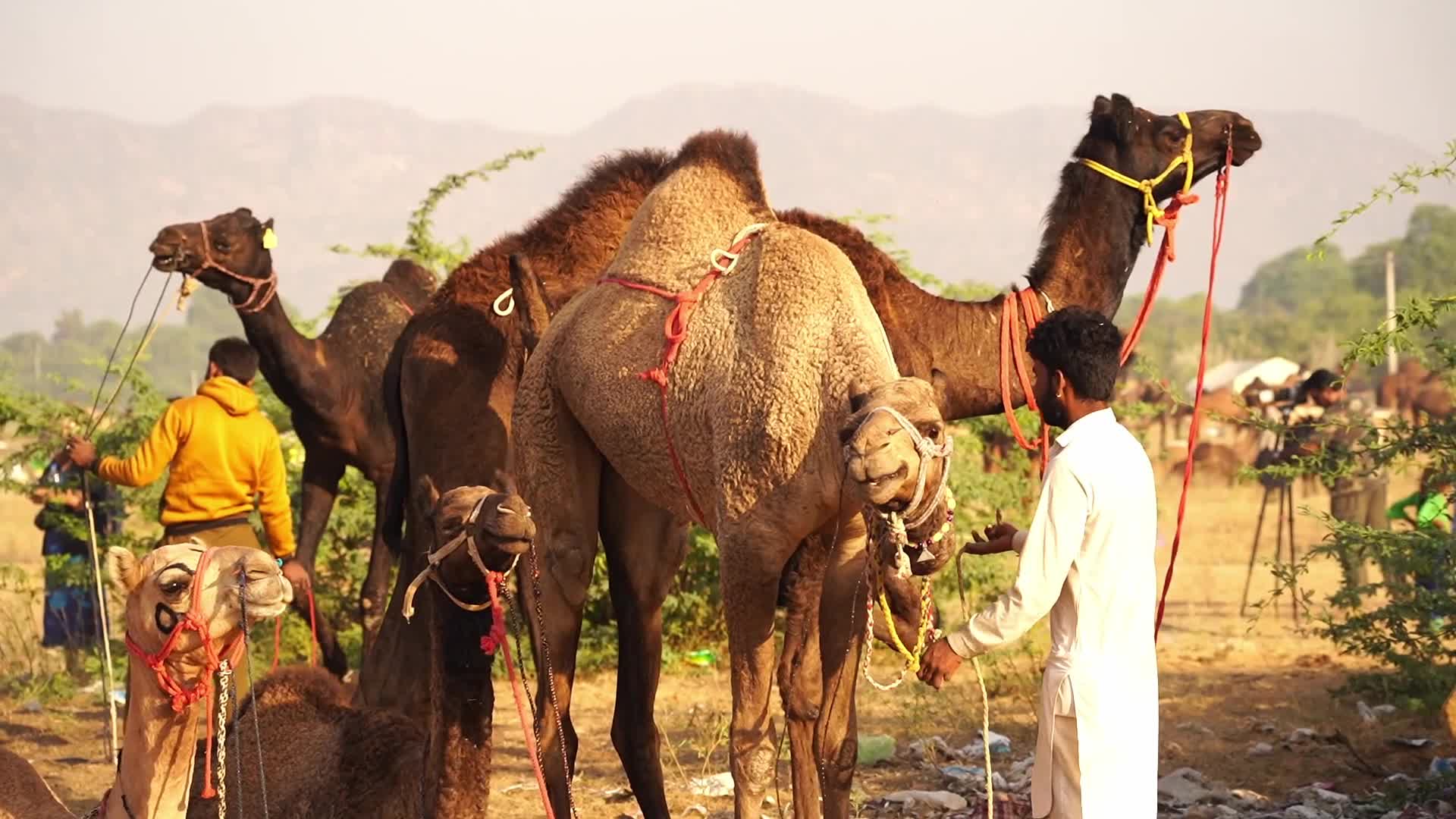 Indian camel traders bring their livestock during the annual Pushkar Camel Fair in Pushkar