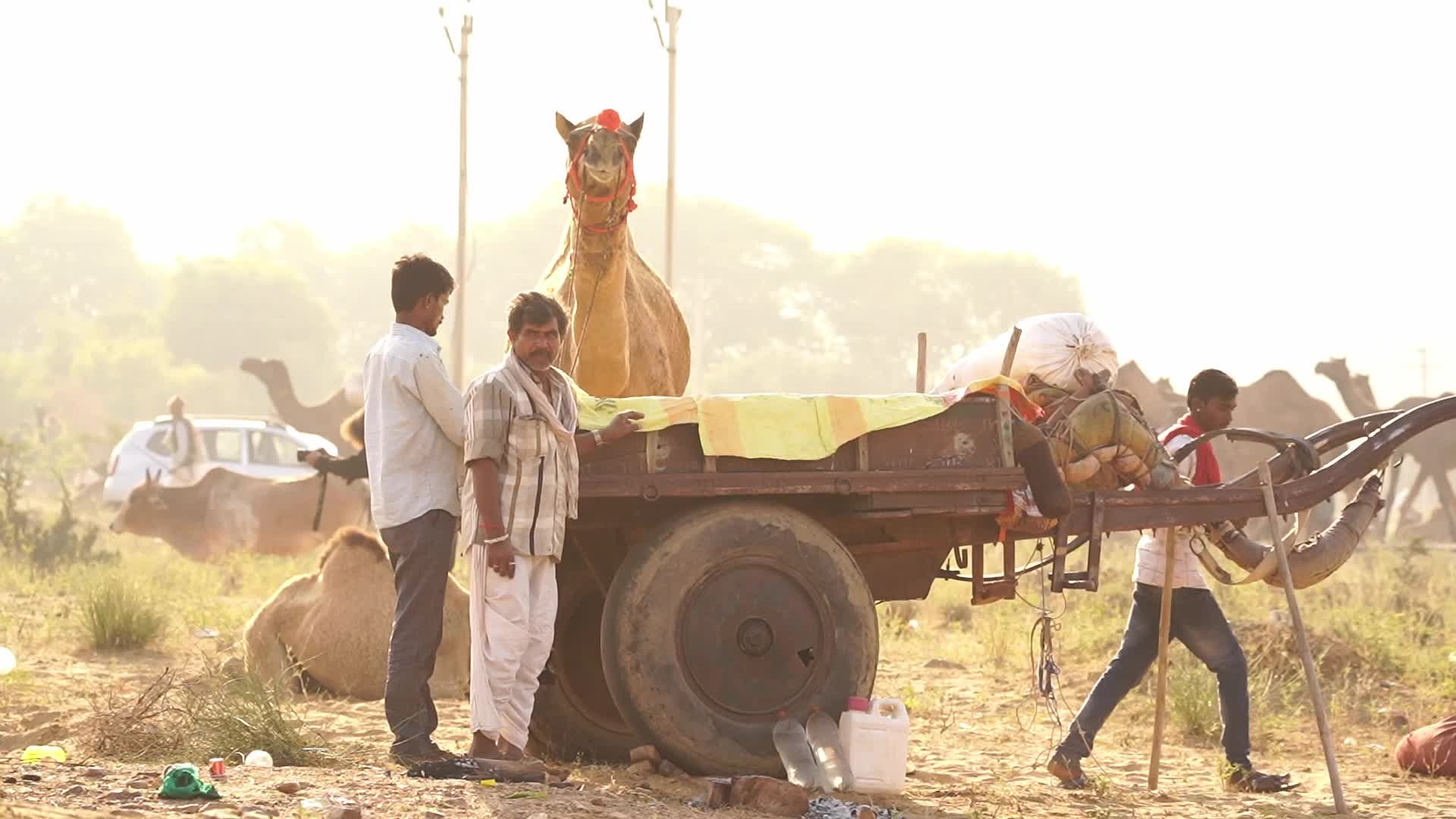 Indian camel traders bring their livestock during the annual Pushkar Camel Fair in Pushkar