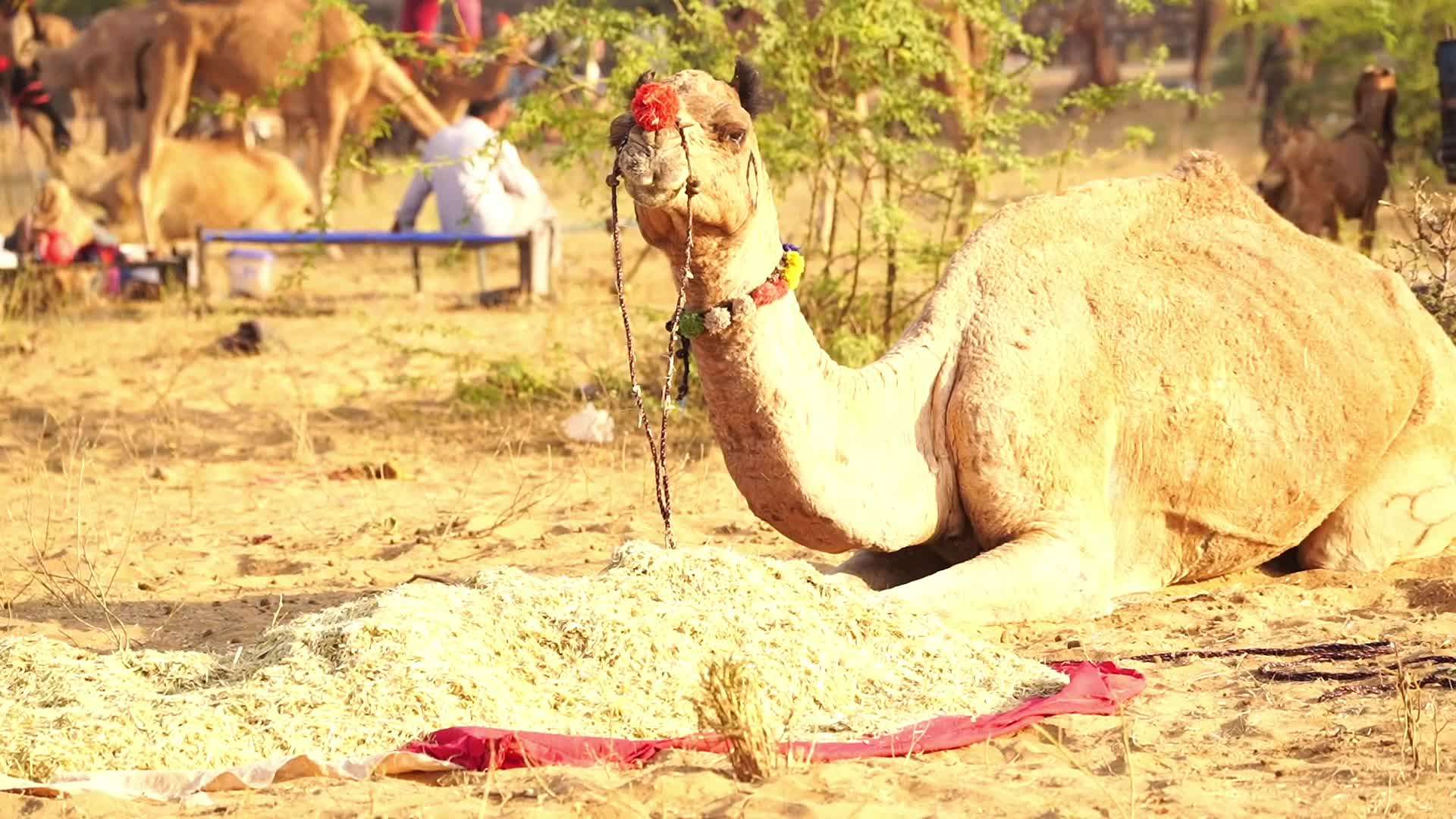 Indian camel traders bring their livestock during the annual Pushkar Camel Fair in Pushkar