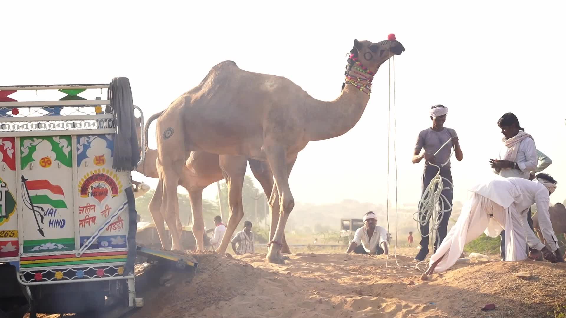 Indian camel traders bring their livestock during the annual Pushkar Camel Fair in Pushkar