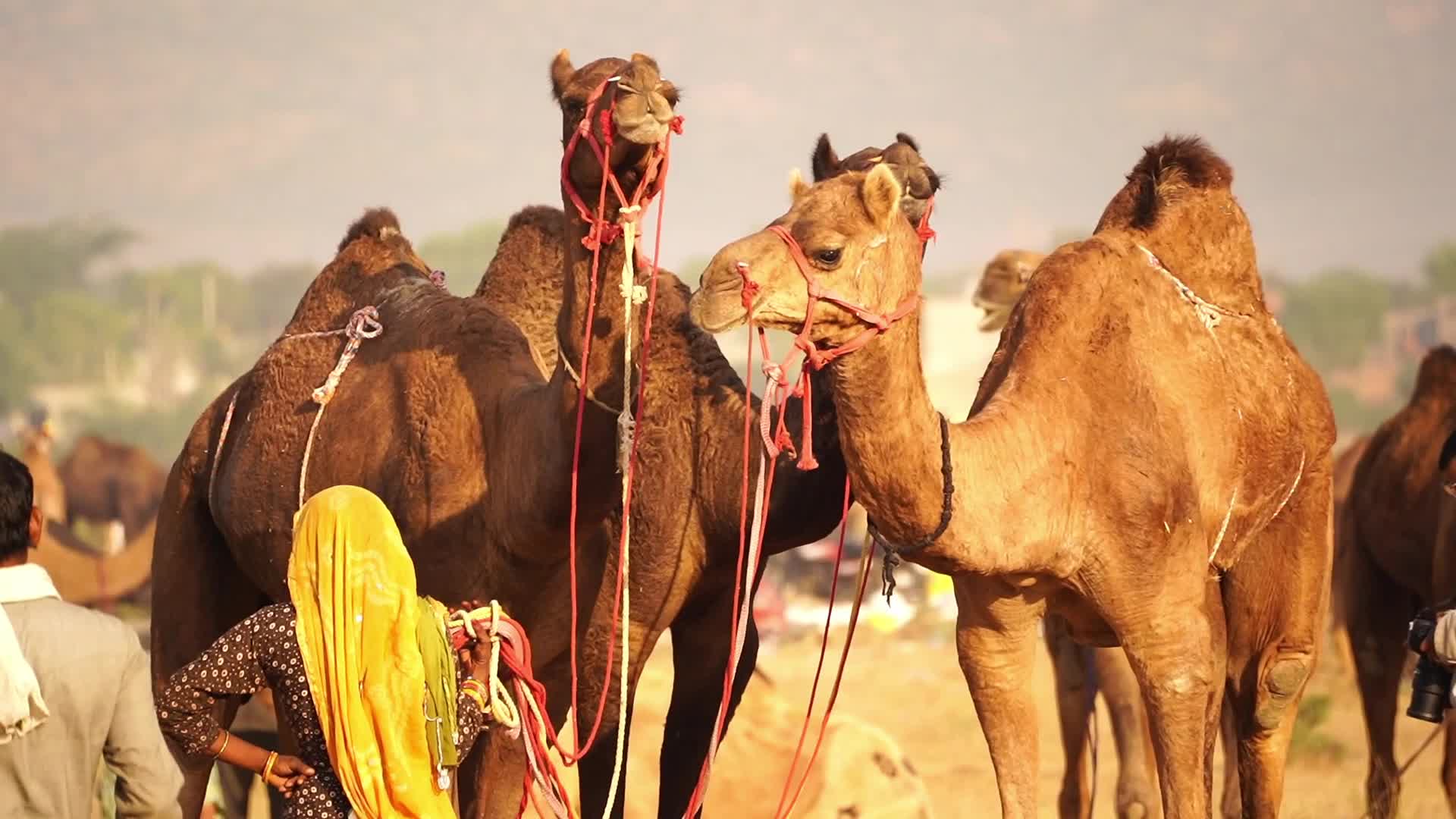 Indian camel traders bring their livestock during the annual Pushkar Camel Fair in Pushkar