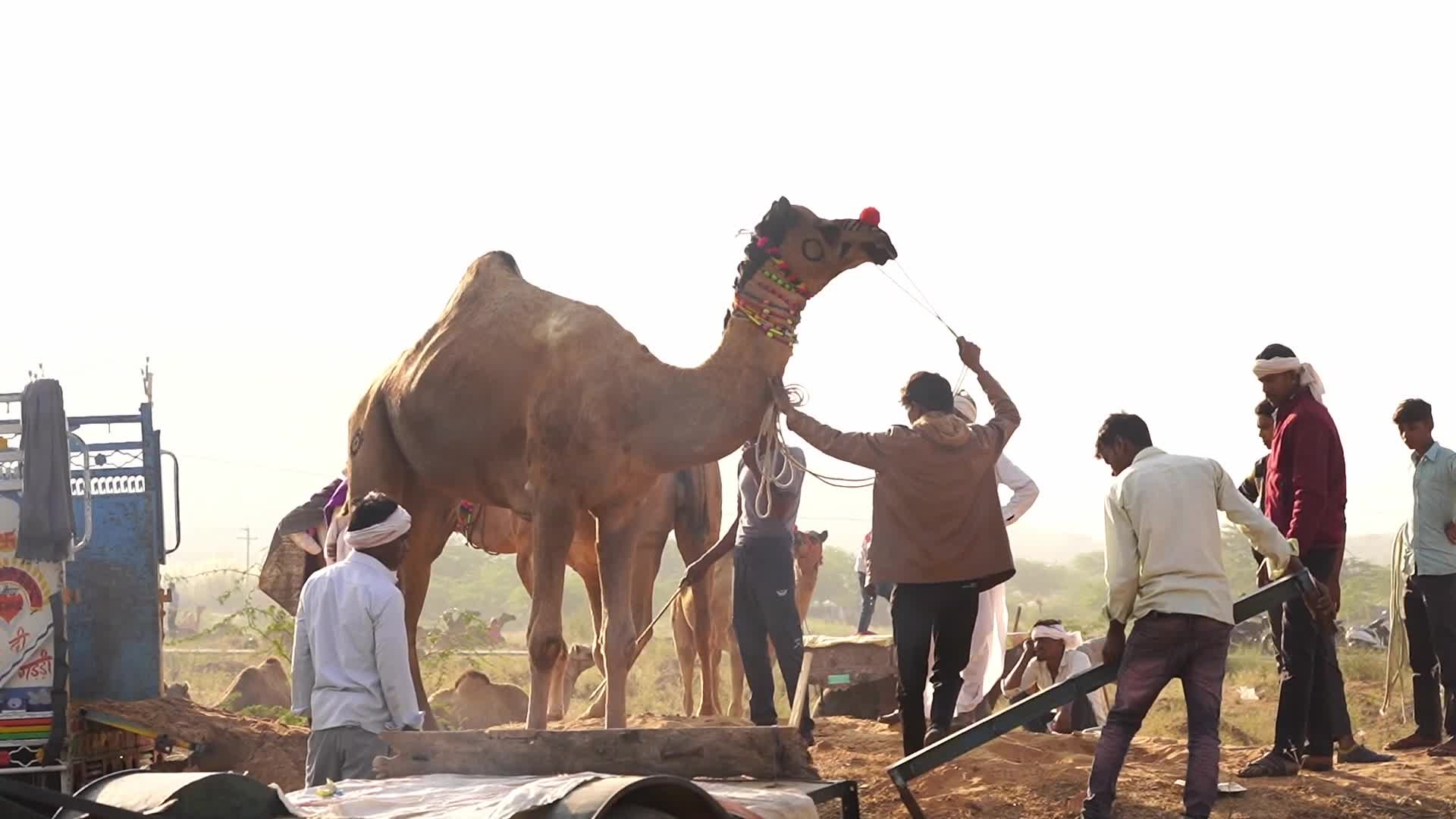 Indian camel traders bring their livestock during the annual Pushkar Camel Fair in Pushkar