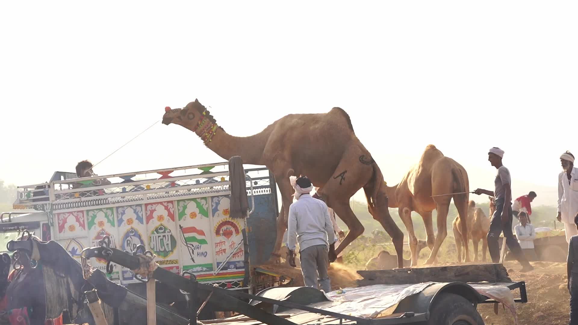 Indian camel traders bring their livestock during the annual Pushkar Camel Fair in Pushkar