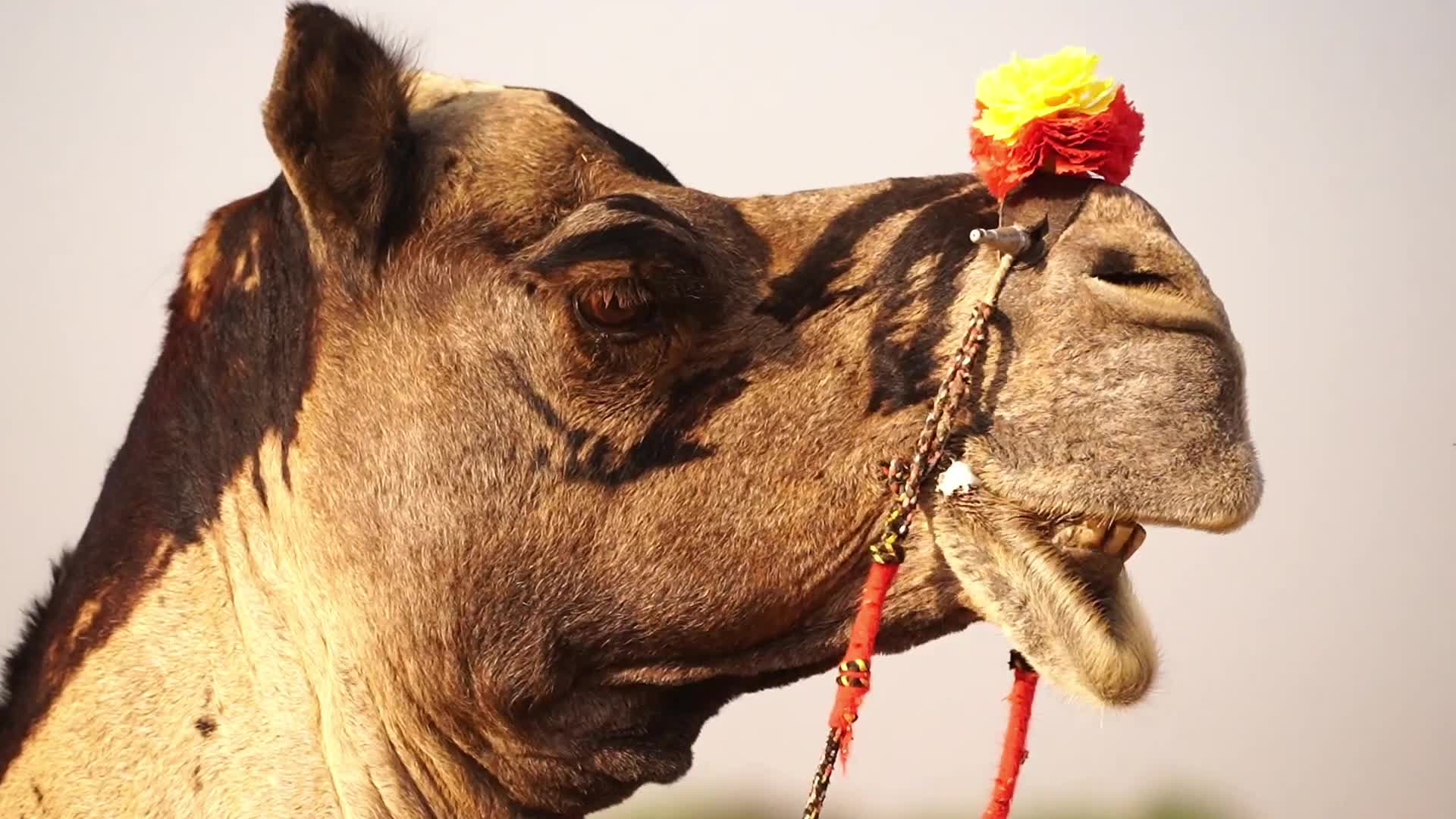 Indian camel traders bring their livestock during the annual Pushkar Camel Fair in Pushkar