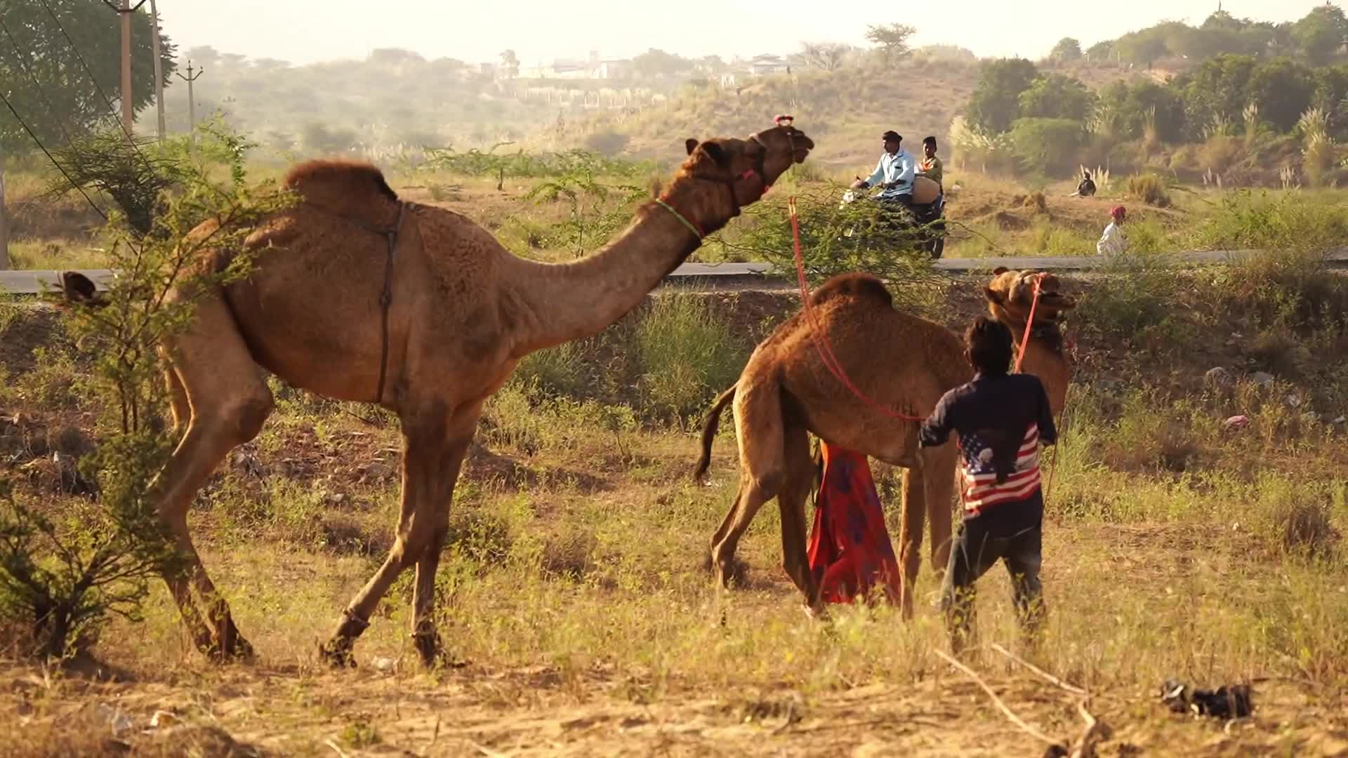 Indian camel traders bring their livestock during the annual Pushkar Camel Fair in Pushkar