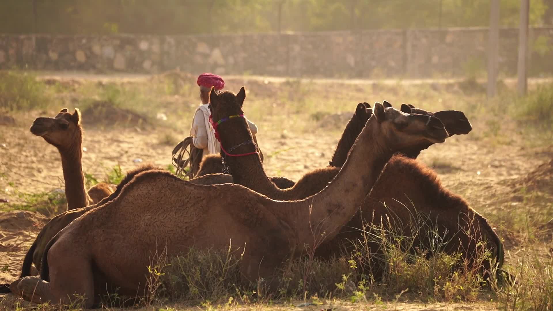 Indian camel traders bring their livestock during the annual Pushkar Camel Fair in Pushkar