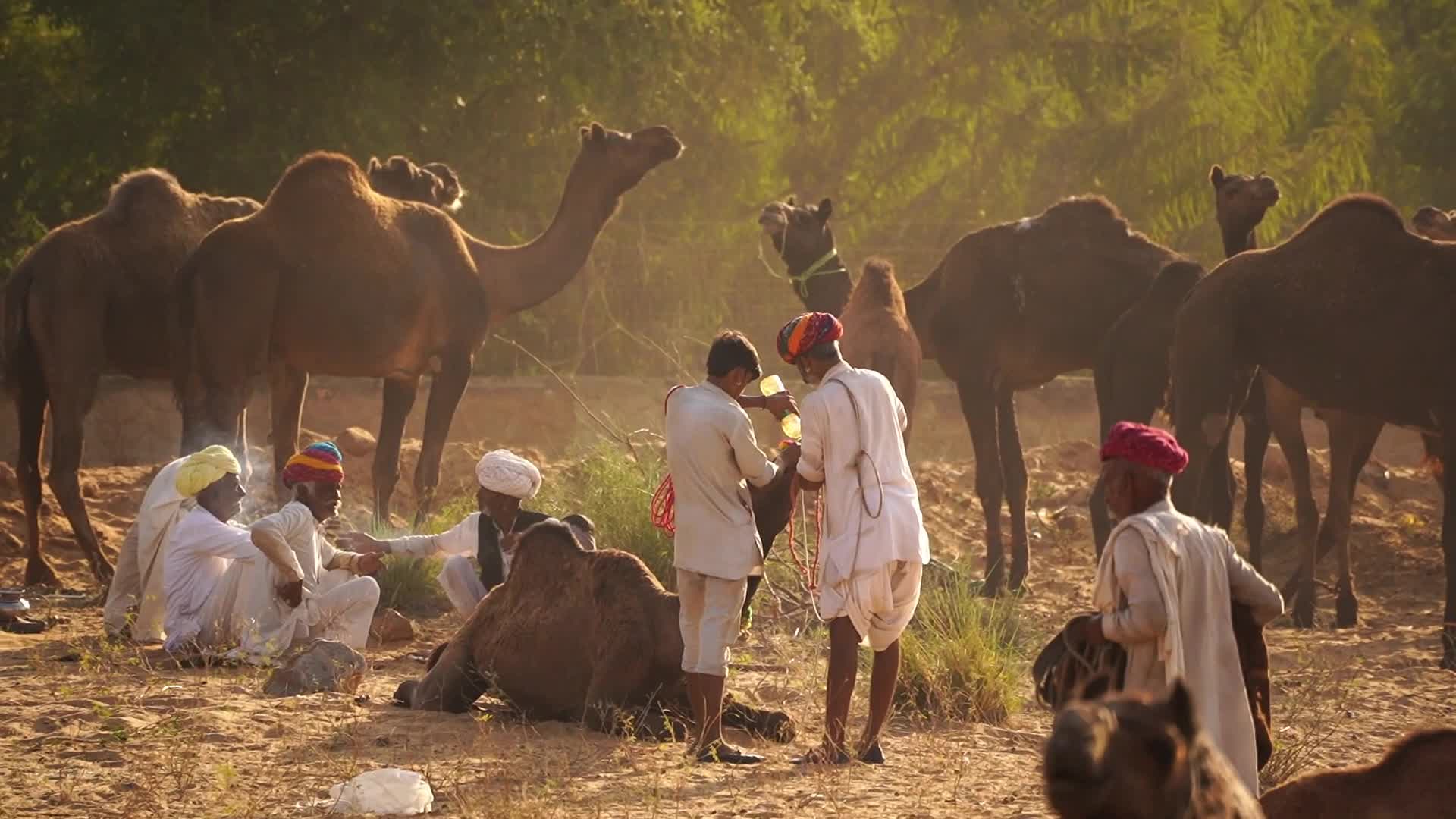 Indian camel traders bring their livestock during the annual Pushkar Camel Fair in Pushkar