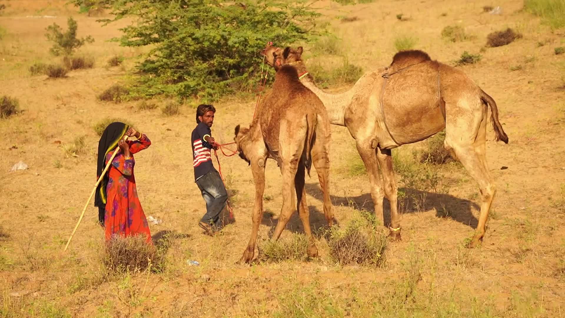 Indian camel traders bring their livestock during the annual Pushkar Camel Fair in Pushkar