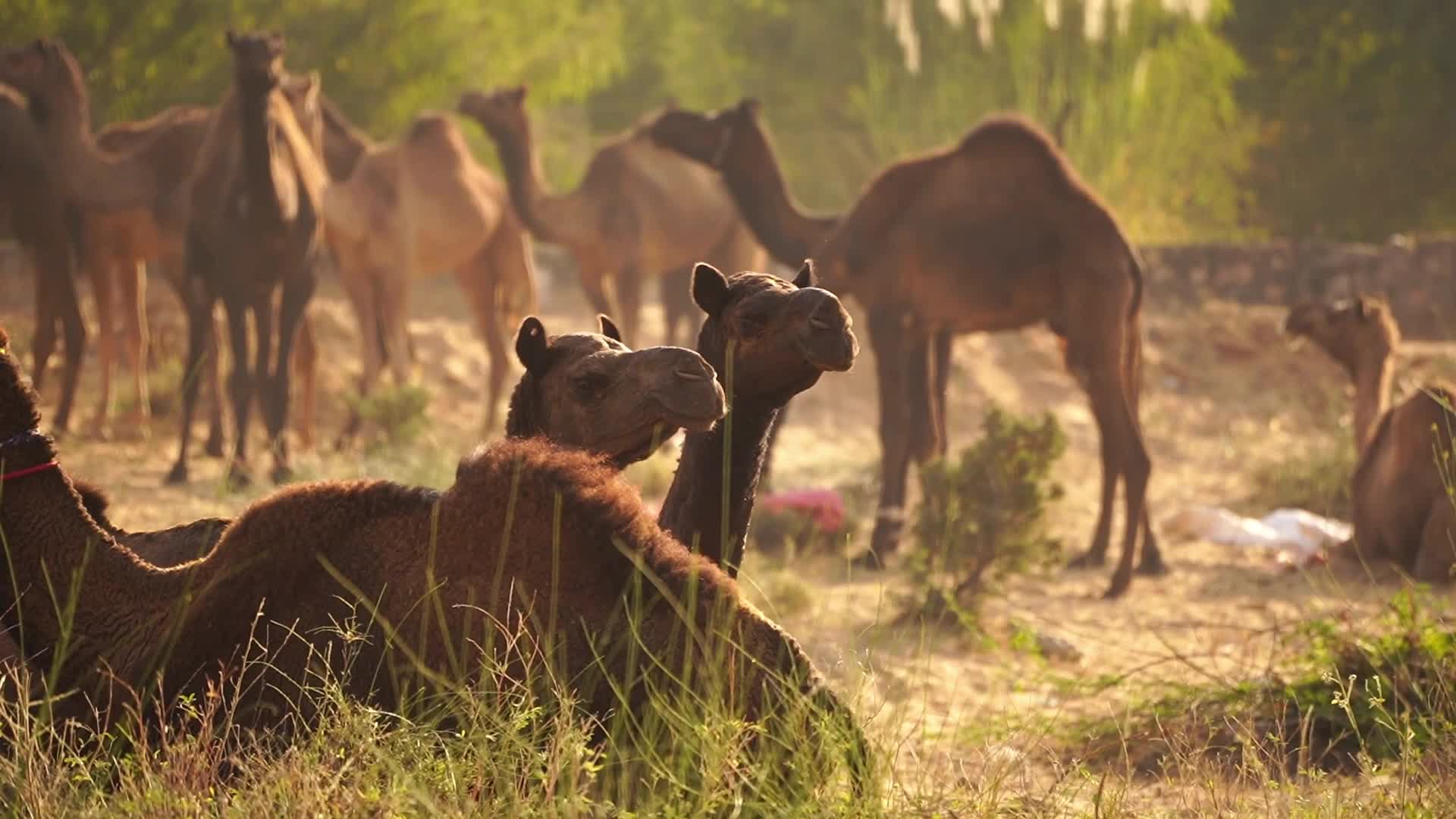 Indian camel traders bring their livestock during the annual Pushkar Camel Fair in Pushkar