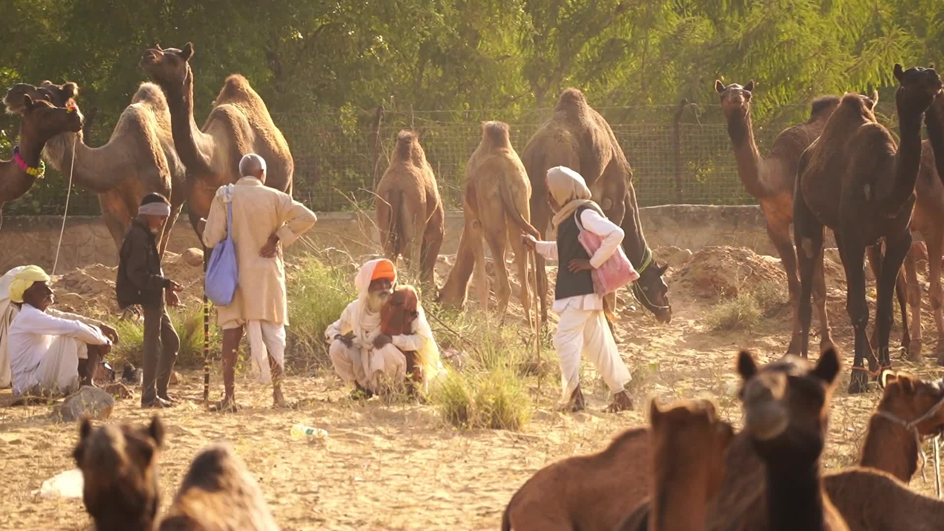 Indian camel traders bring their livestock during the annual Pushkar Camel Fair in Pushkar
