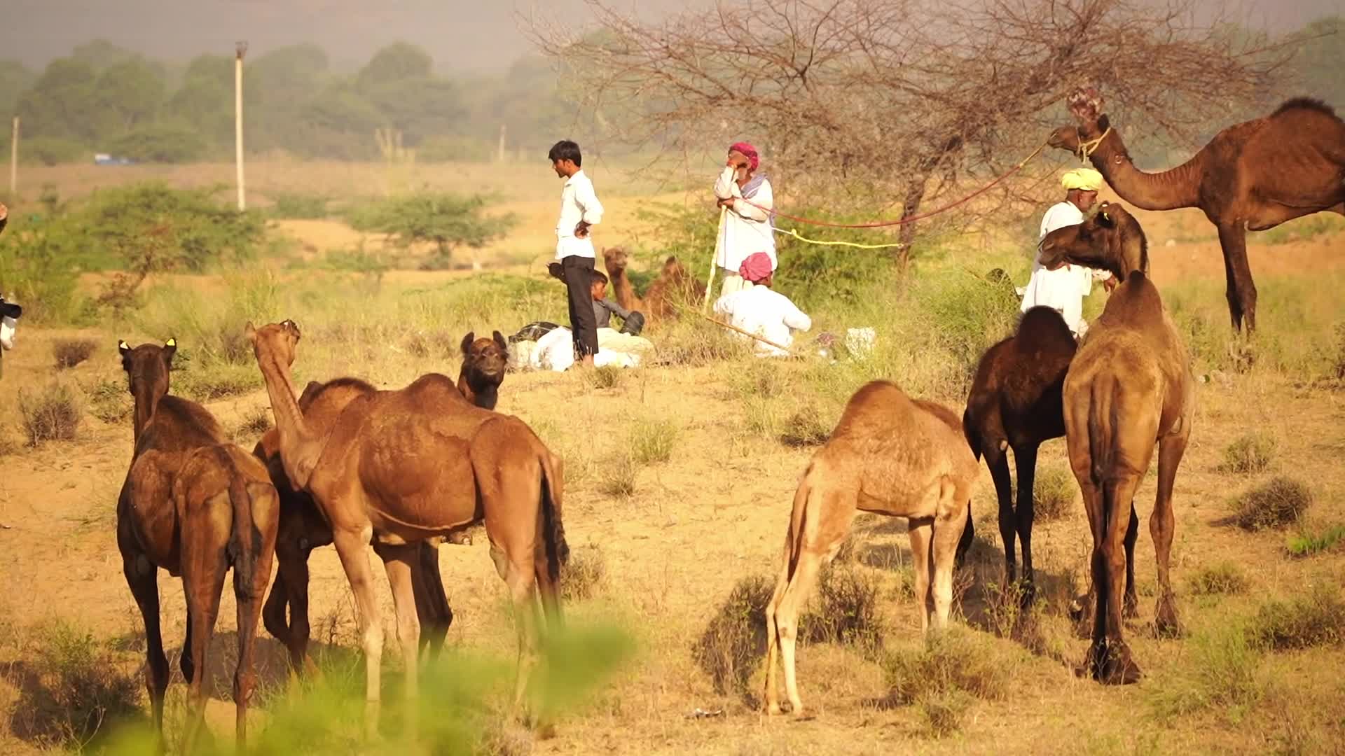 Indian camel traders bring their livestock during the annual Pushkar Camel Fair in Pushkar