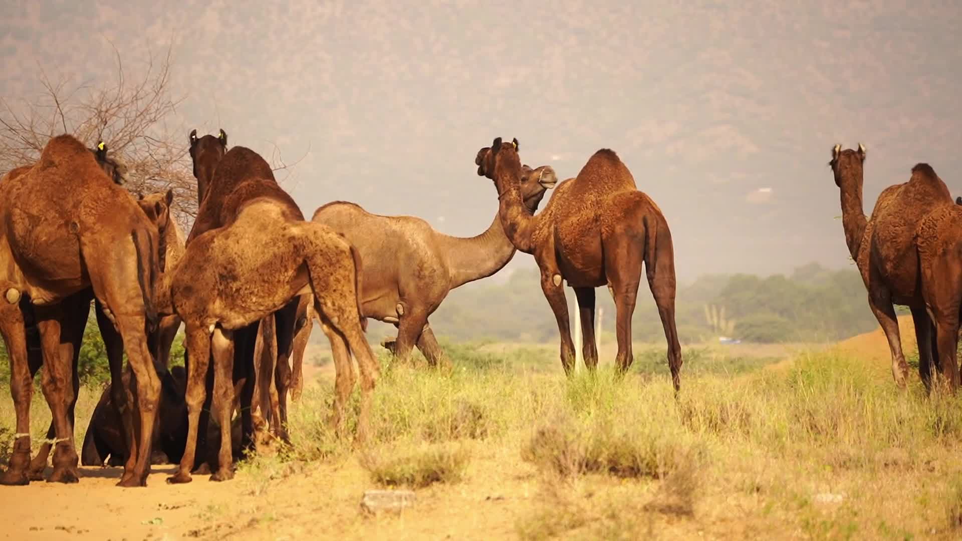 Indian camel traders bring their livestock during the annual Pushkar Camel Fair in Pushkar