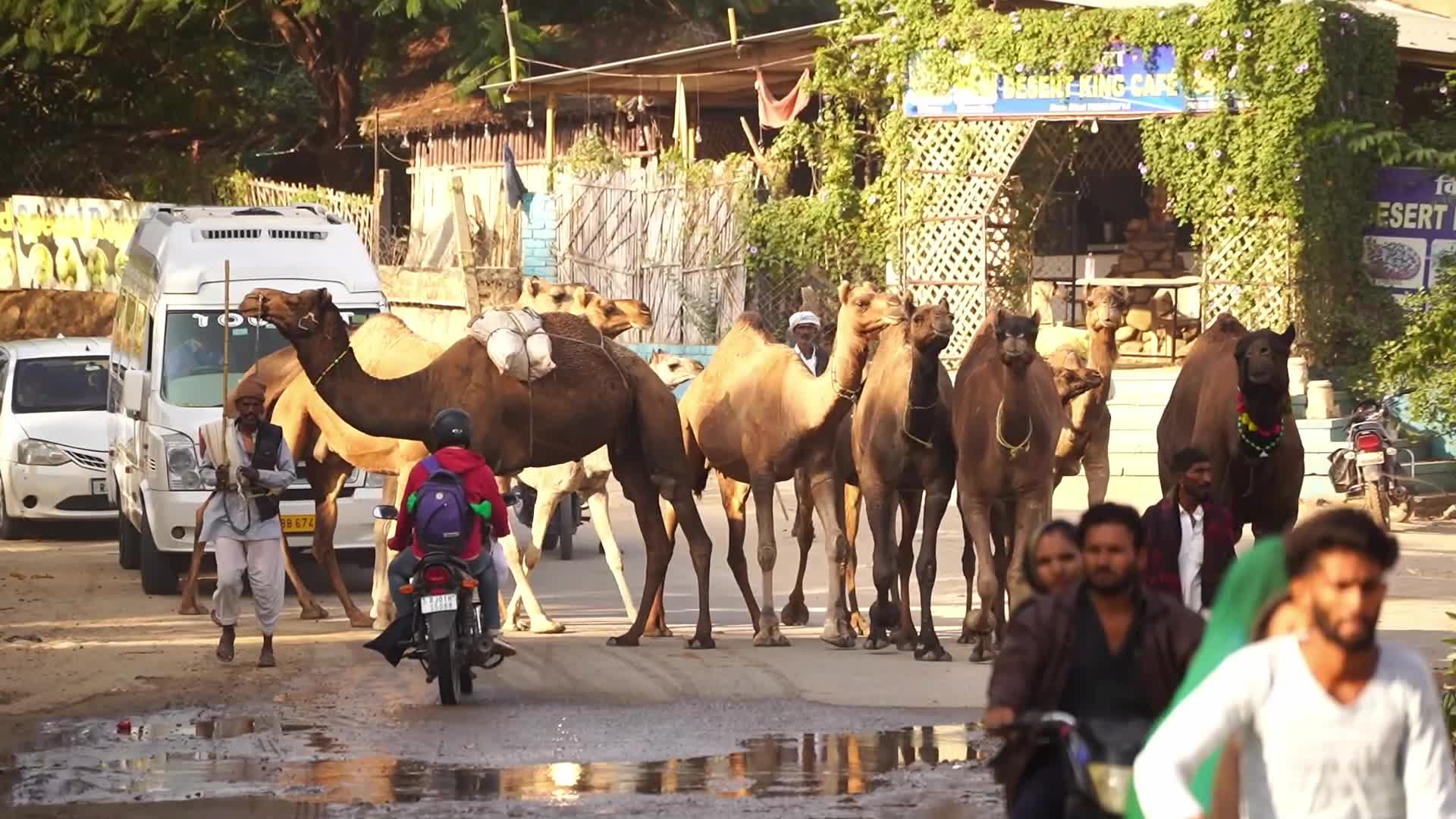 Indian camel traders bring their livestock during the annual Pushkar Camel Fair in Pushkar