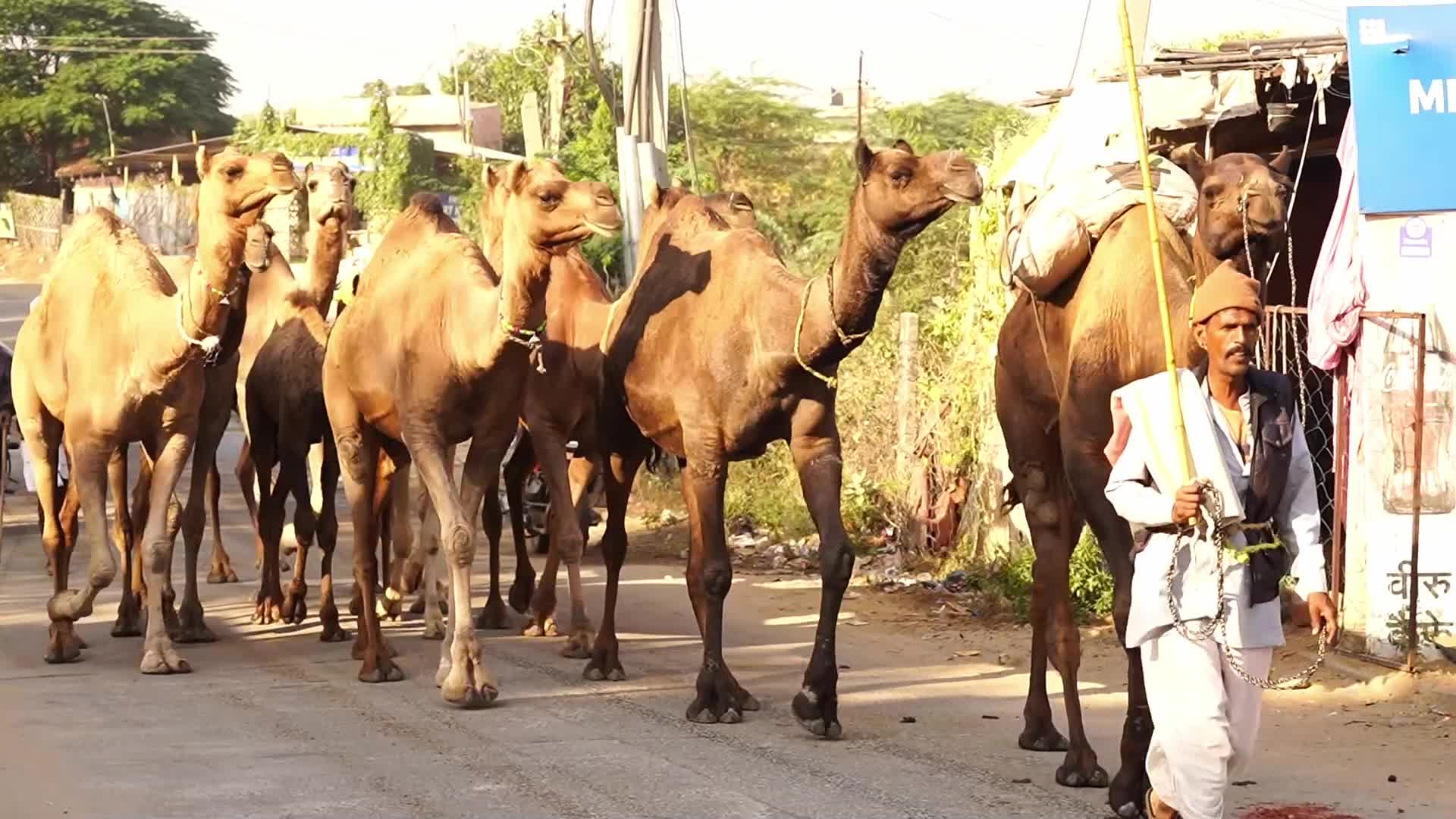 Indian camel traders bring their livestock during the annual Pushkar Camel Fair in Pushkar