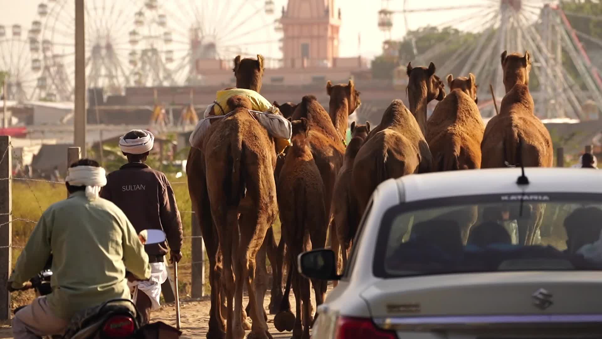 Indian camel traders bring their livestock during the annual Pushkar Camel Fair in Pushkar